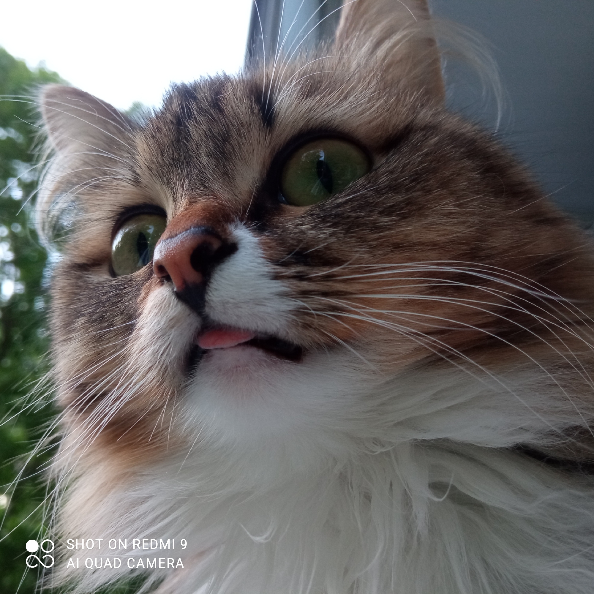 A close-up shot of a long-haired cat with green eyes and a pink tongue slightly protruding from its mouth. The cat has brown and white fur and long white whiskers. The background is blurred, showing some green foliage on the left and a grey surface on the right. The location cannot be confirmed, as the image does not provide sufficient information to determine its location in Chaikovsky, Russia, or any other specific location. The bottom left corner of the image includes the text "SHOT ON REDMI 9 AI QUAD CAMERA."