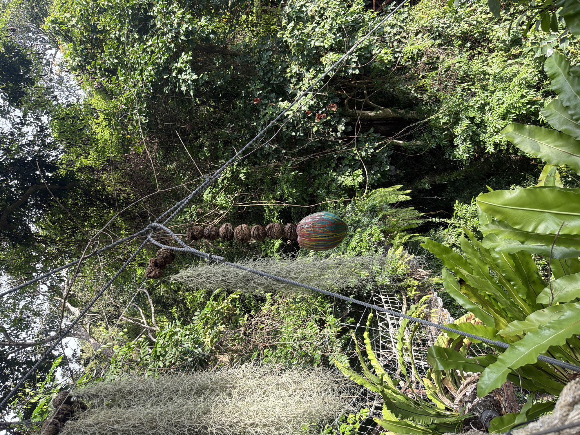 This is a vertical, eye-level shot of a lush, green natural environment in Ko Samui, Thailand. The foreground is dominated by large, vibrant green fern leaves. Hanging from cables above, in the mid-ground, are two large clumps of Spanish moss. Suspended from the cables between the moss clumps is a decorative item. It consists of a stack of round, brown objects, possibly coconuts, from which hangs a colorful, bulbous ornament painted with streaks of pink, blue, yellow, and green. The background is a dense wall of trees and foliage, indicating a tropical setting. The lighting suggests it is daytime, with sunlight filtering through the leaves.