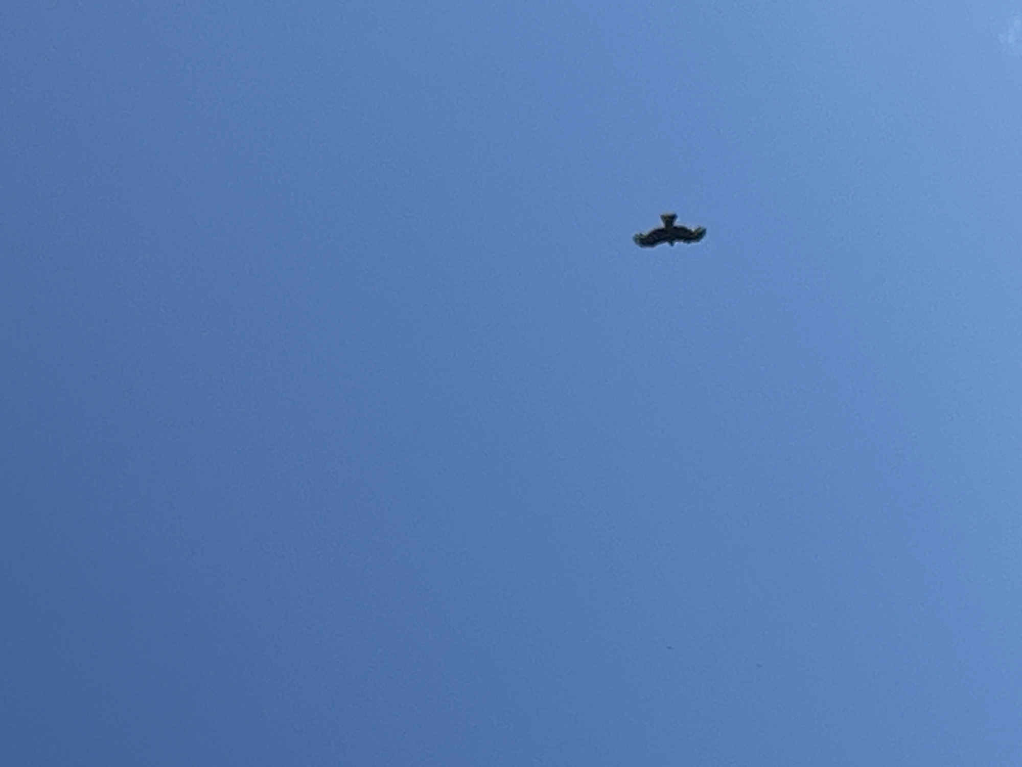 A single bird is captured in flight against a clear blue sky. The bird is silhouetted and appears to be a raptor, possibly a kite or hawk, with its wings outstretched. Its body is dark, and its tail is fanned out. The bird is positioned in the lower right quadrant of the image, soaring at a distance. The sky is a uniform, bright blue with no clouds visible, suggesting a clear and sunny day. The image is taken from a low angle, looking up at the bird and the sky. The environment is an open expanse of sky, implying an outdoor setting without any visible terrestrial features. The location is specified as Ozeretskoe, Russia, suggesting this is a natural or semi-natural environment within or near that region. There are no other subjects or objects visible in the frame.