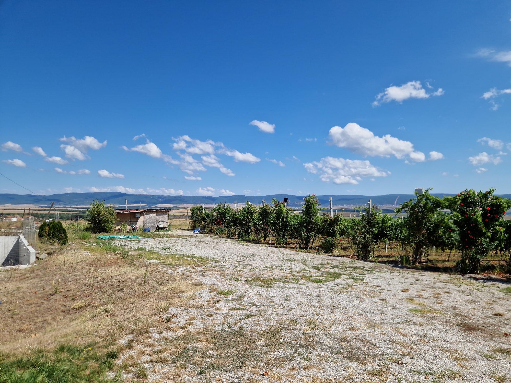 The image captures a sunny day in Tankovo, Bulgaria, with a clear blue sky dotted with scattered white clouds. The foreground features a gravel-covered area with dry, patchy grass. To the left, a concrete structure and a small evergreen tree are visible. Further back, a small building with a wooden extension and some green tarps are situated. A line of lush green bushes and trees, some adorned with red flowers, runs horizontally across the midground, separated by a wire fence. Beyond this, a distant landscape of rolling hills and fields stretches to the horizon.