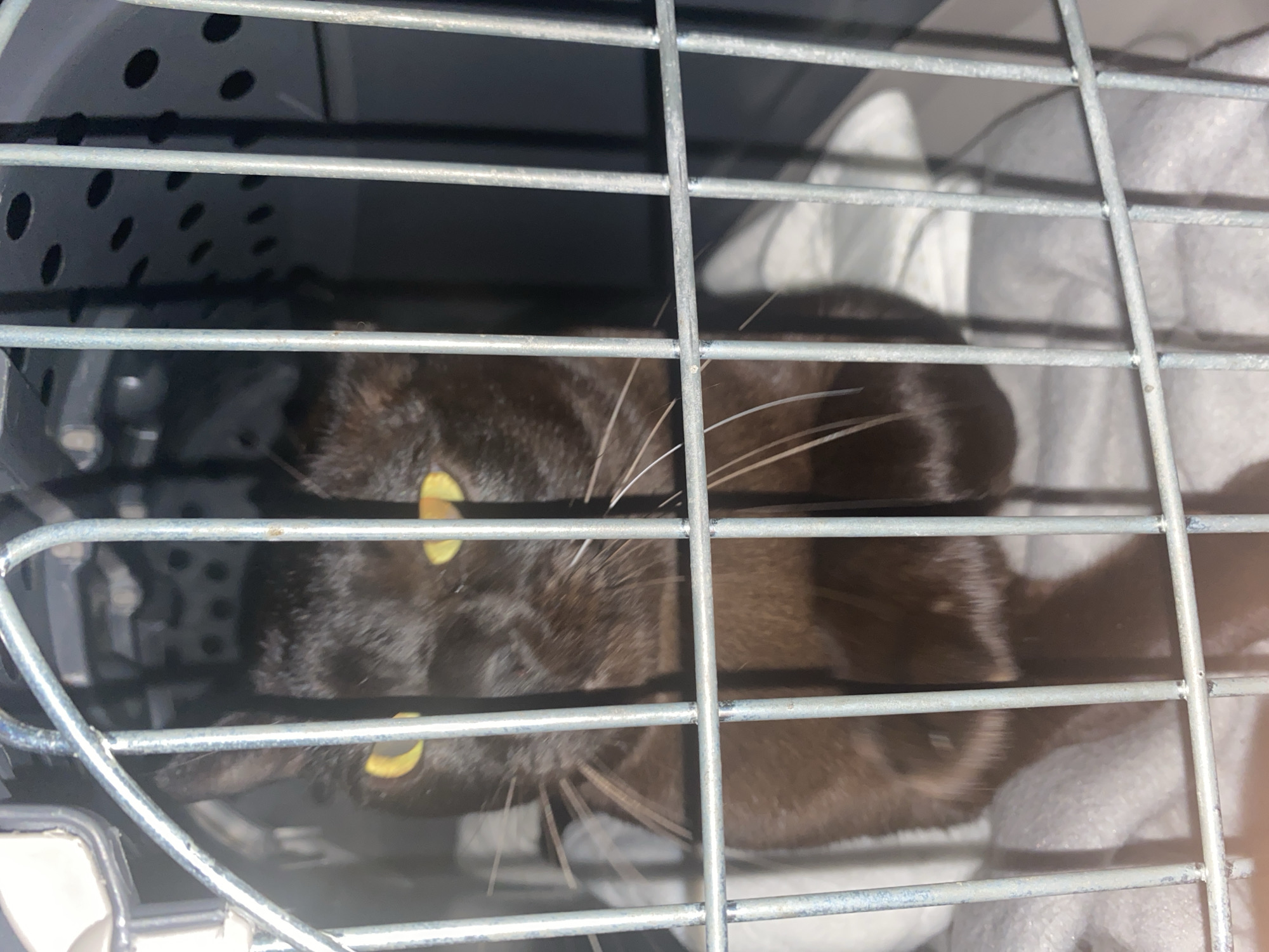 A black cat with bright yellow eyes is lying in a metal crate. The crate has horizontal bars and a dark, perforated plastic interior visible in the background. The cat is mostly hidden by the bars, but its face and front paws are clearly visible. It appears to be resting or possibly anxious, with its eyes wide open. A white, fuzzy blanket is partially visible beneath the cat. The lighting suggests it might be daytime, with sunlight casting shadows on the crate. The overall scene conveys a sense of confinement or transport for the animal.
