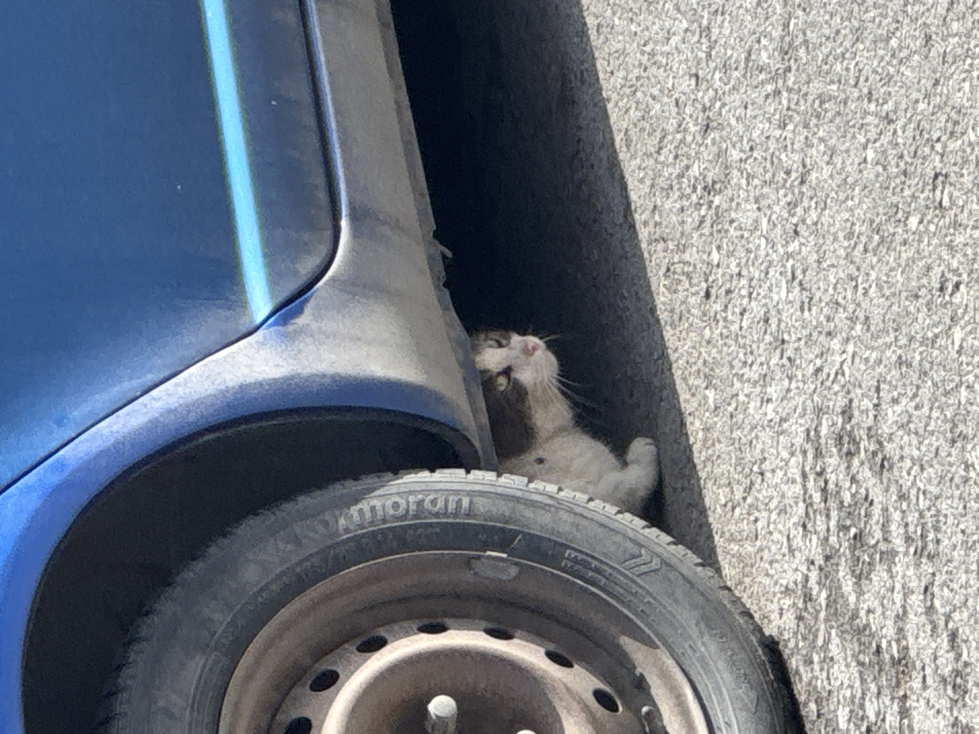 A cat is wedged between the tire of a blue car and a gray concrete wall. The tire is a "moran" brand. The scene is outdoors and well lit. There are no people visible. The location is unknown but the prompt specifies the city of Varna, Bulgaria.