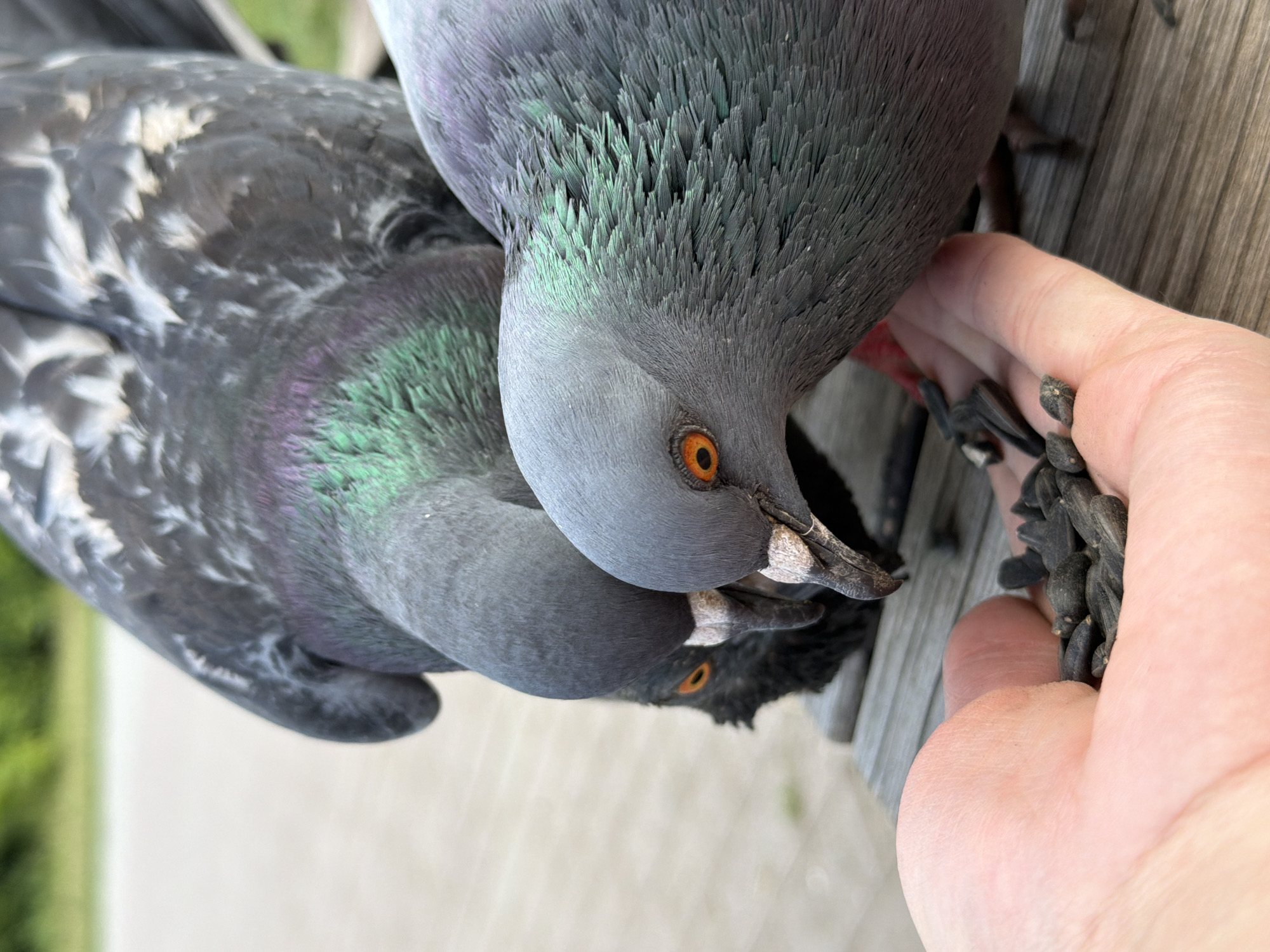 In Chaikovsky, Russia, a close-up shot captures a person's hand extended, holding a cluster of sunflower seeds. Three pigeons are gathered around the hand, actively pecking at the seeds. The pigeon in the foreground is primarily visible, with its head angled down towards the seeds, its bright orange eye sharp and focused. Its neck feathers display iridescent green and purple hues. Behind it, another pigeon is also feeding, its head lowered. Further back, a third pigeon, almost entirely black with striking orange eyes, is partially visible, also focused on the seeds. The pigeons are perched on a wooden surface, likely a bench, with a blurred background of greenery and a pale, sandy path. The image is taken from a low angle, emphasizing the pigeons' perspective as they feed.