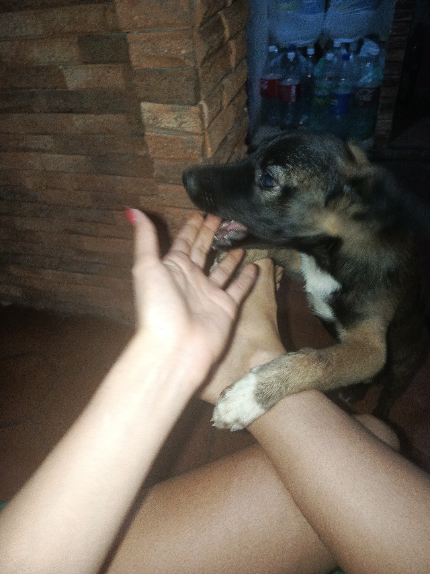 The photograph shows a close-up indoor scene. A person is seated with their bare legs visible in the foreground. The person's right hand is extended toward a medium-sized dog. The dog has dark brown fur on its head and back, with lighter brown fur on its legs and a white patch on its chest. The dog is near a brick wall, and several bottles of water or other liquids are stacked behind it. The location is Juan Griego, Venezuela.