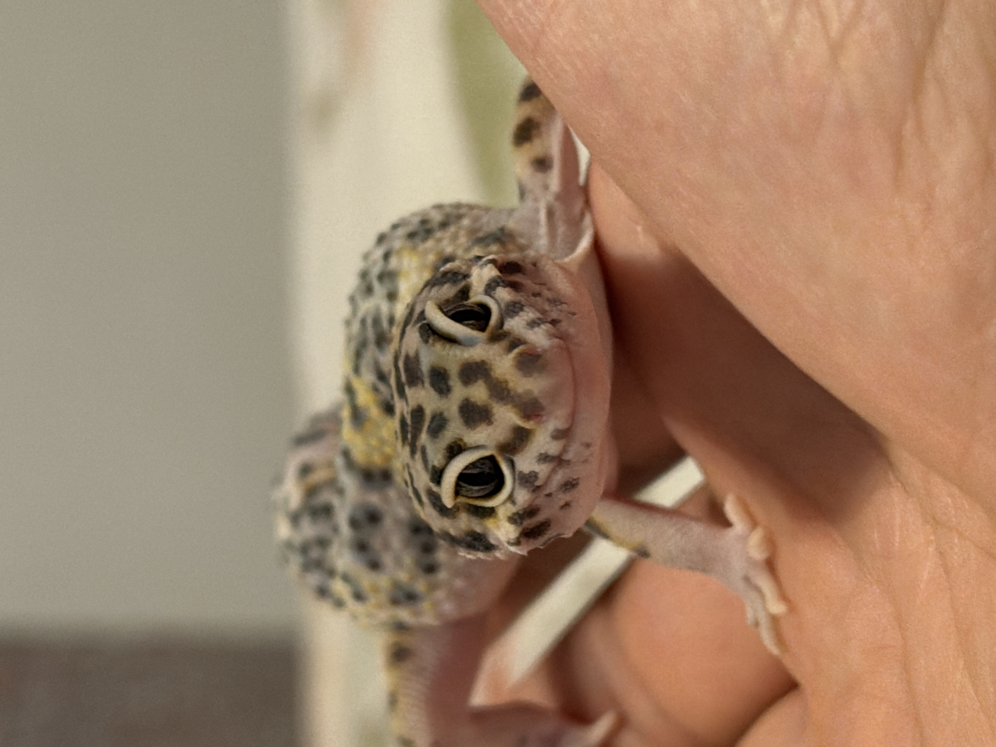 A close-up shot shows a leopard gecko being held in someone's hand. The gecko has a pattern of black spots on its skin, with a light yellow or cream color visible in patches. The gecko's face and eyes are clearly visible. The hand holding the gecko is light-skinned. The background is a blurred combination of light and off-white tones. The scene appears to be indoors, possibly in a domestic setting. There is no information to suggest that the location is Izhevsk, Russia.