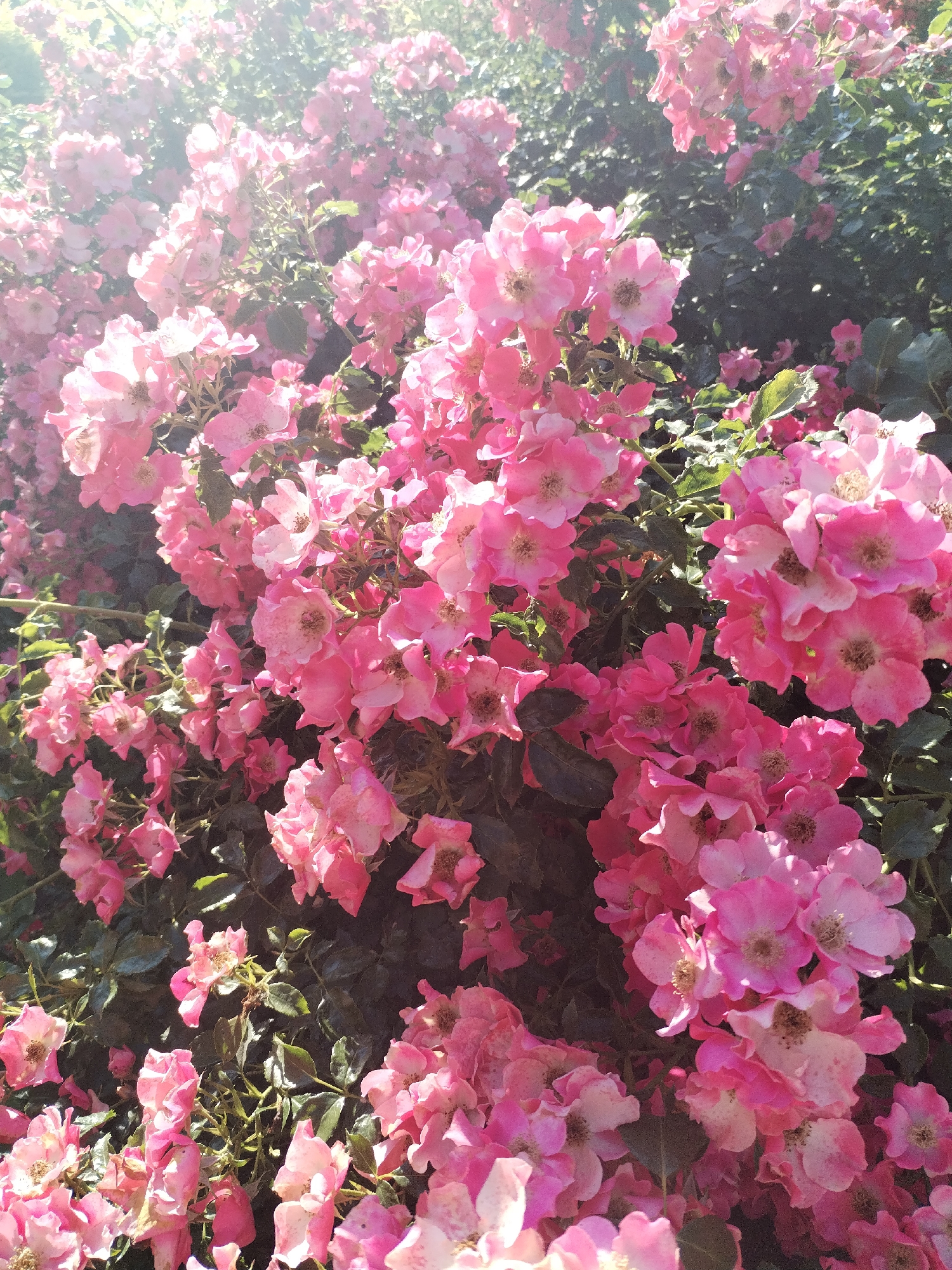 This media file is a close-up, eye-level shot of a dense cluster of pink roses in full bloom. The roses are the primary subject, filling the frame from edge to edge. They vary in their stage of opening, with some buds still tightly closed, others partially unfurled, and many in full bloom displaying their delicate petals. The color palette is dominated by various shades of pink, from pale blush to vibrant fuchsia, with touches of green from the leaves and stems peeking through. The lighting suggests it is daytime, with bright sunlight casting some areas in light and creating some lens flare, particularly in the upper left corner. The overall impression is one of natural beauty and abundance, conveying a sense of warmth and vibrancy. There are no people, objects, or visible text in the image. The location context is unknown, but the presence of abundant flowering roses suggests an outdoor setting, likely a garden or park.