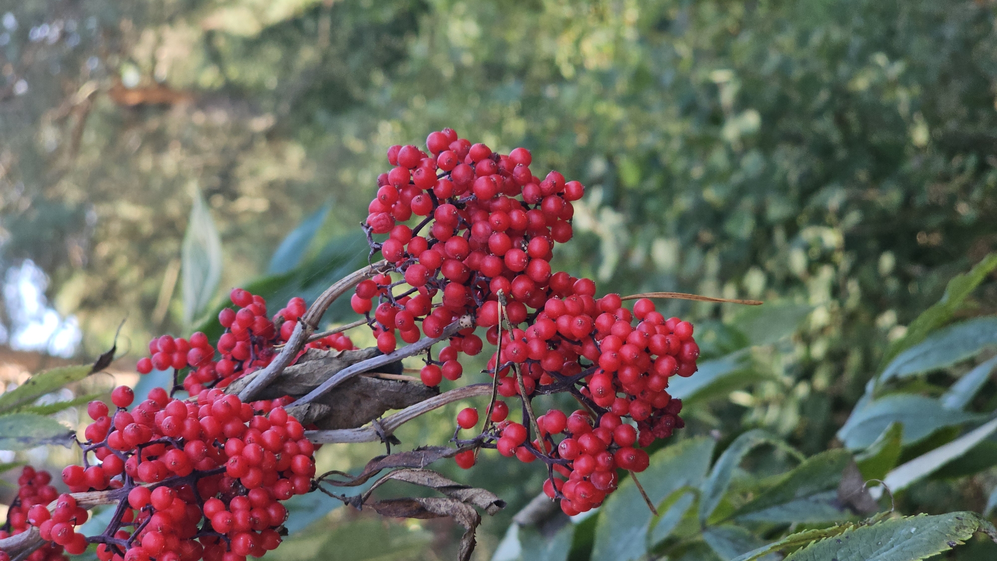 A cluster of vibrant red berries hangs from a branch, set against a softly blurred backdrop of green foliage and tree trunks. The berries are small, round, and densely packed, appearing ripe and plump. Some dried, brown leaves are also attached to the branch, suggesting an autumnal setting. The lighting is natural, casting a gentle glow on the berries and highlighting their rich color. The overall scene evokes a sense of natural beauty and abundance. There are no people or specific landmarks visible that would indicate a location within Дукорскі сельскі Савет, Belarus.