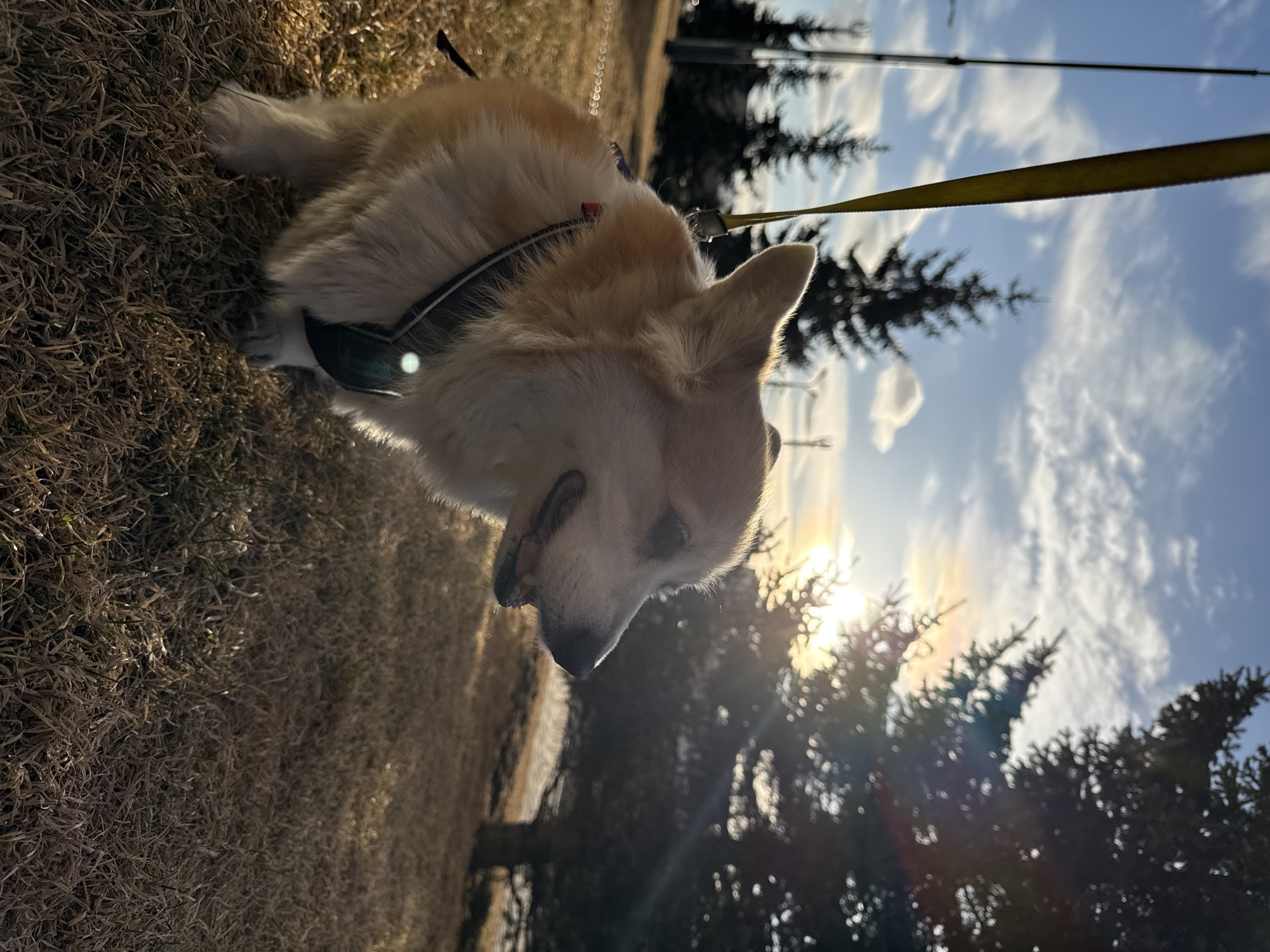 The image, rotated 90 degrees counter-clockwise, captures a relaxed, light brown and white dog, likely a Corgi, lying on dry, golden-brown grass. The dog, positioned in the mid-left of the frame, wears a dark harness with a prominent yellow leash extending upwards. Its tongue is slightly out, suggesting it is panting or resting.
The scene is set outdoors in what appears to be a park or open field in Krasnoyarsk, Russia. In the background, evergreen trees, possibly pines or spruces, are silhouetted against a bright, partly cloudy blue sky. The sun is low on the right side of the frame, positioned behind the trees, creating a strong backlighting effect and a noticeable sun flare. The dry, wintery or early spring grass and the low sun angle suggest either late afternoon or early morning. The overall impression is one of a peaceful, sunny day. No visible text is present.