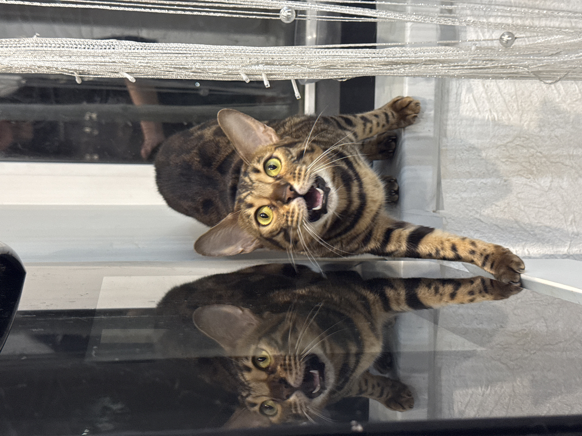 An expressive Bengal cat is captured in a close-up, dynamic shot. The cat, with its distinctive spotted and striped brown and black fur, bright green eyes, and prominent whiskers, is positioned in the upper part of the frame, lying on a clear, reflective surface, possibly a glass table or floor. Its head is tilted upwards towards the viewer, mouth wide open in what appears to be a vocalization or playful expression. Its front paws are extended, resting on a white ledge or surface at the edge of the reflective plane.
Directly beneath the cat, a clear and sharp reflection of its entire body, mirroring its pose and open-mouthed expression, is visible on the highly polished surface.
In the background, above the cat, there are decorative elements resembling silver, shimmering bead curtains or intricate blinds. Beyond these, a darker, blurry area is visible, containing indistinct reflections, including what appears to be a partial image of a person's limb. The lighting is soft and even, suggesting an indoor setting. The image captures a lively moment, highlighting the cat's expressive face and active posture. No text is visible.