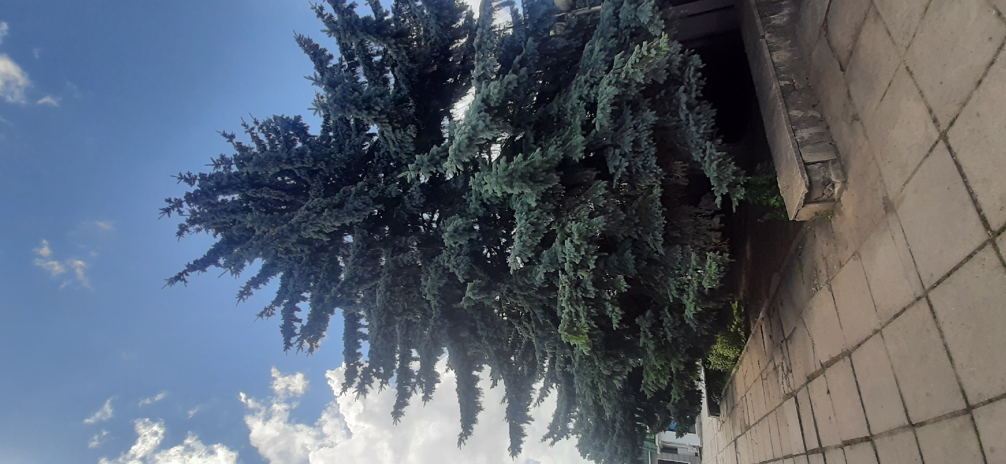 The image depicts a large, mature blue spruce tree dominating the center frame. The tree has a dense canopy with a blue-green hue, characteristic of its species. It is situated outdoors, adjacent to a paved walkway composed of large, square concrete slabs. The walkway shows signs of wear and cracking. To the right of the tree, a low, weathered stone or concrete bench is visible, integrated with a low wall. Behind the tree and to the left, a building facade with windows can be partially seen, suggesting an urban or semi-urban environment. The sky above is a clear blue with scattered white, fluffy clouds. The overall lighting suggests a daytime scene, possibly late morning or early afternoon, with soft shadows cast by the tree. The image is devoid of any human presence or activity. The setting appears to be a public space within Yessentukskaya, Russia, likely a park, courtyard, or public square given the presence of the tree, walkway, and building.