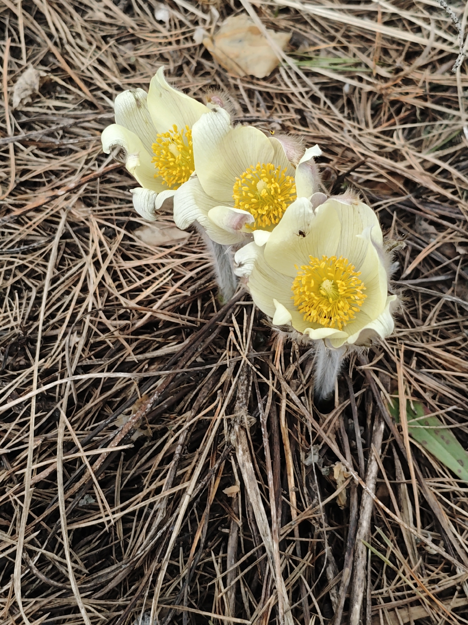 The image shows three light yellow flowers with bright yellow centers, possibly growing in the city of Noviy, Russia. They are surrounded by dry brown pine needles and twigs, suggesting a forest floor environment. A small insect is visible on one of the flower petals.