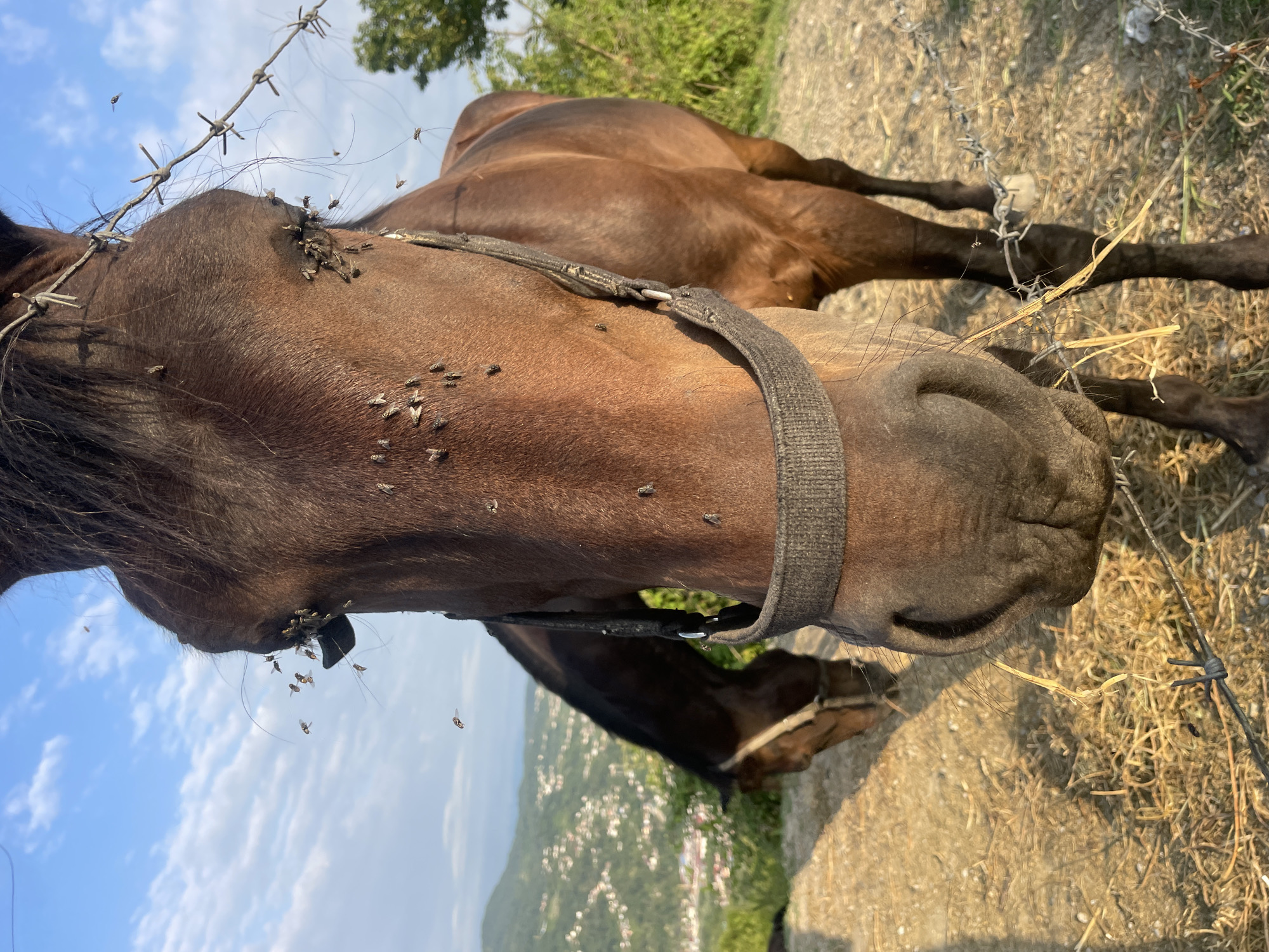 A close-up, low-angle shot captures a brown horse in Baranovka, Russia, its face filling the majority of the frame. Flies are visible on the horse's face, around its eyes, and on its fur. The horse is wearing a dark bridle with a metal ring. Barbed wire runs across the foreground and behind the horse's head. In the background, another brown horse is grazing, and a hazy view of a city with scattered buildings nestled in rolling hills under a blue sky with scattered clouds is visible. The ground is covered with dry grass and straw, suggesting a rural or semi-rural setting. The sunlight is warm, casting shadows and highlighting the texture of the horse's coat.