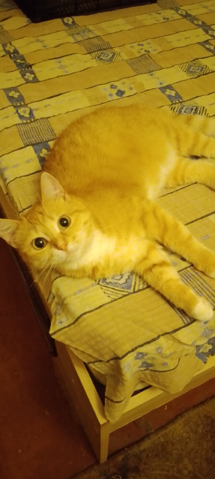 An orange tabby cat is lying on a yellow patterned blanket on what appears to be a bed. The cat is facing the camera with its head slightly tilted, and its eyes are wide open. The blanket has horizontal stripes of yellow and dark blue, with a repeating pattern of small floral or geometric shapes. The bedding appears to be in a domestic setting, likely a bedroom. There are no discernible landmarks or contextual clues to determine its specific location within the city of Belgorod, Russia. The image is taken from a slightly elevated angle.