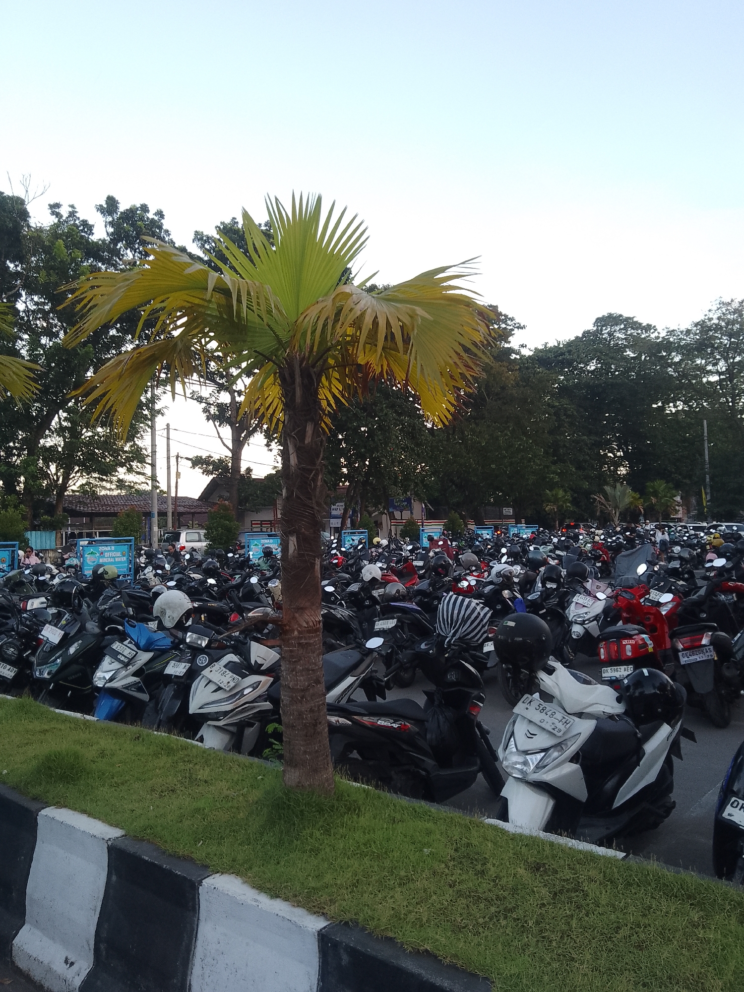 The image depicts a large, crowded parking lot filled with motorbikes, likely in Denpasar, Indonesia. A young palm tree stands prominently in the foreground, casting a shadow over some of the parked vehicles. The parking lot is filled with a variety of motorbikes, many with helmets placed on them. In the background, lush green trees and some buildings are visible. The sky is a pale blue, indicating it might be late afternoon or early morning. The scene suggests a bustling urban environment where motorbikes are a common mode of transportation. Some signage in the background, though partially obscured, indicates the location is a parking area. The overall impression is one of a functional, everyday scene in a densely populated area.