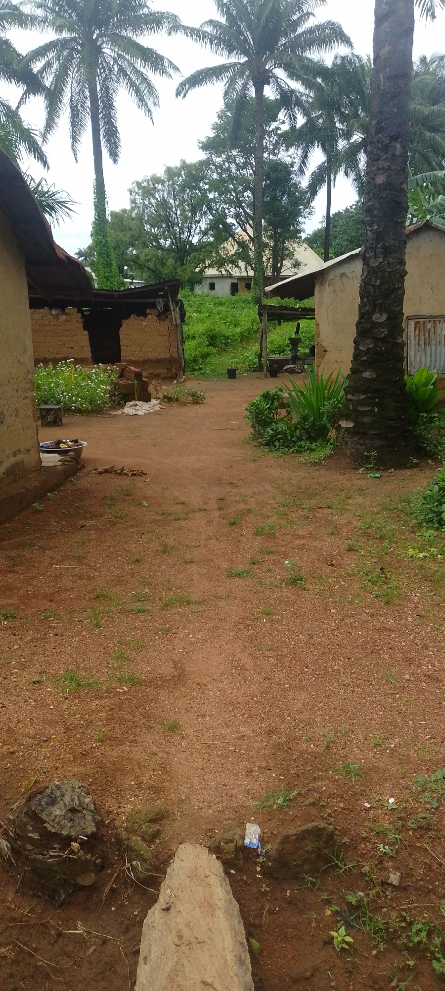 The image depicts a rural scene in Baissa, Nigeria, with traditional mud-brick structures and palm trees. In the foreground, a dirt path leads towards several buildings. To the left, a mud-brick house with a corrugated metal roof is partially visible. In the center, another mud-brick structure with an open doorway is present, with white flowers growing in front of it. To the right, a tall palm tree stands prominently, and further back, another building with a corrugated metal roof and a tin wall can be seen. The background consists of lush green vegetation and more palm trees. The overall impression is one of a simple, rural village setting. There are no people visible in the image.