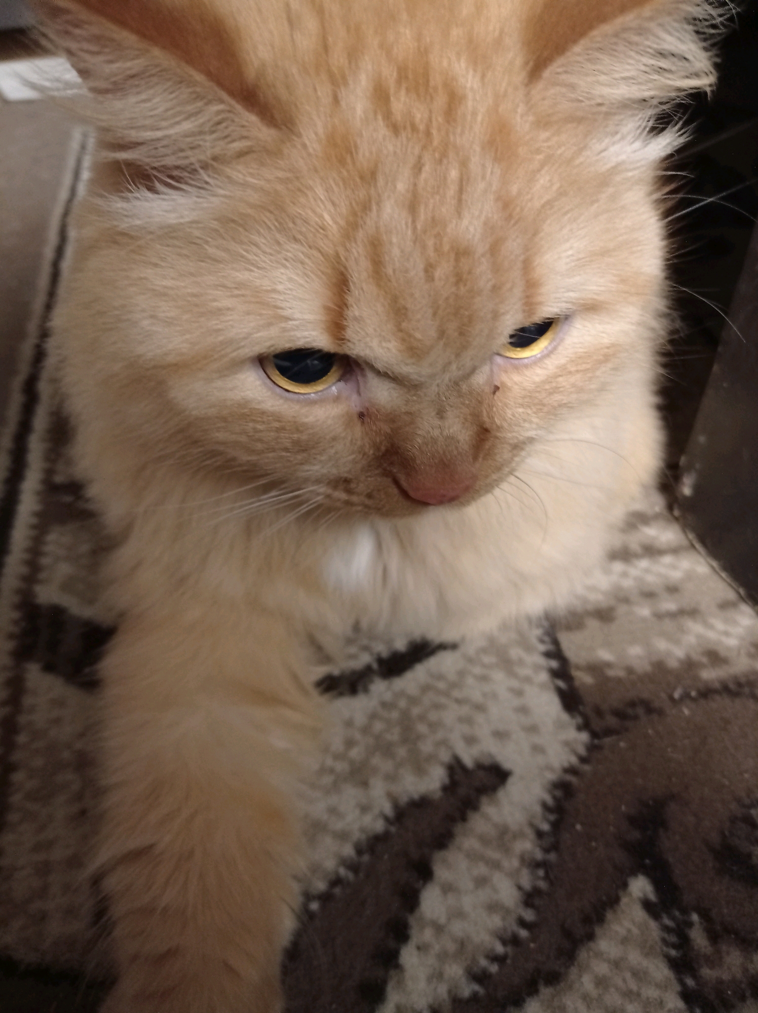 A close-up shot shows the face of a ginger cat, looking directly at the camera with a displeased expression. The cat has fluffy fur and yellow eyes. It is sitting on a carpet with a brown and beige patterned design. The background is dark and out of focus. The image was taken in the city of Degtyarsk, Russia.