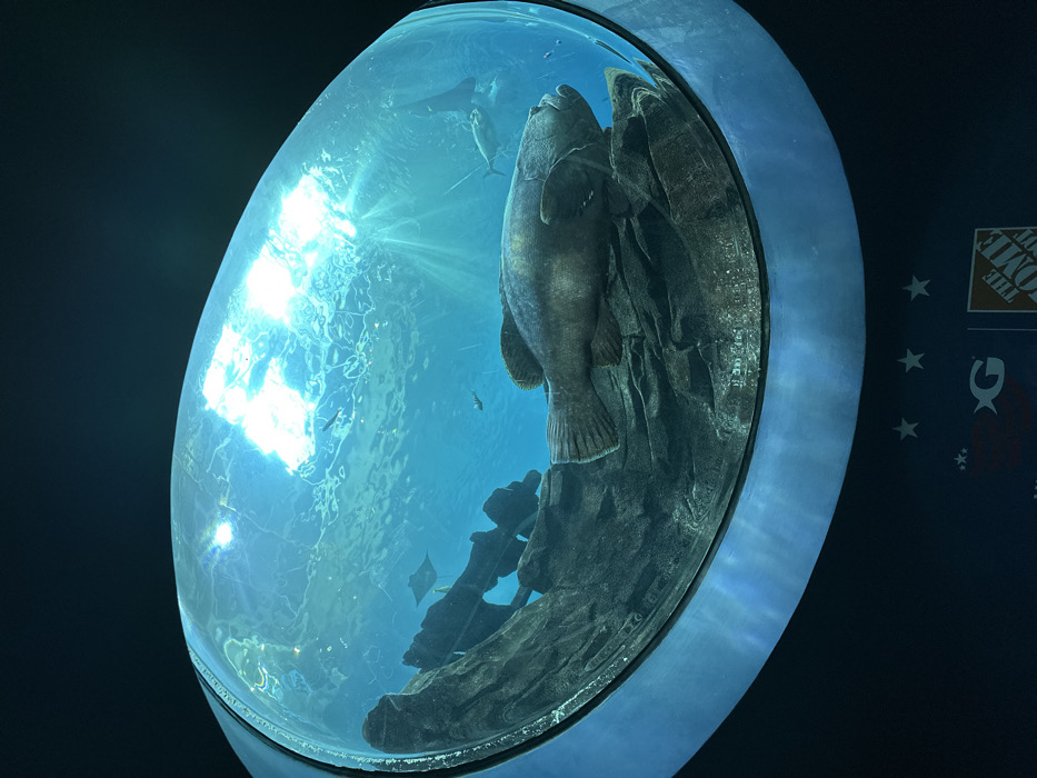 A large, gray fish dominates the circular aquarium, its body pressed against a rocky structure. Sunlight streams through the water, creating bright glares and illuminating smaller fish and stingrays swimming in the background. The viewing window is framed by a wide, gray ring. A dark background surrounds the aquarium, partially obscuring a Home Depot logo with accompanying decorative stars.