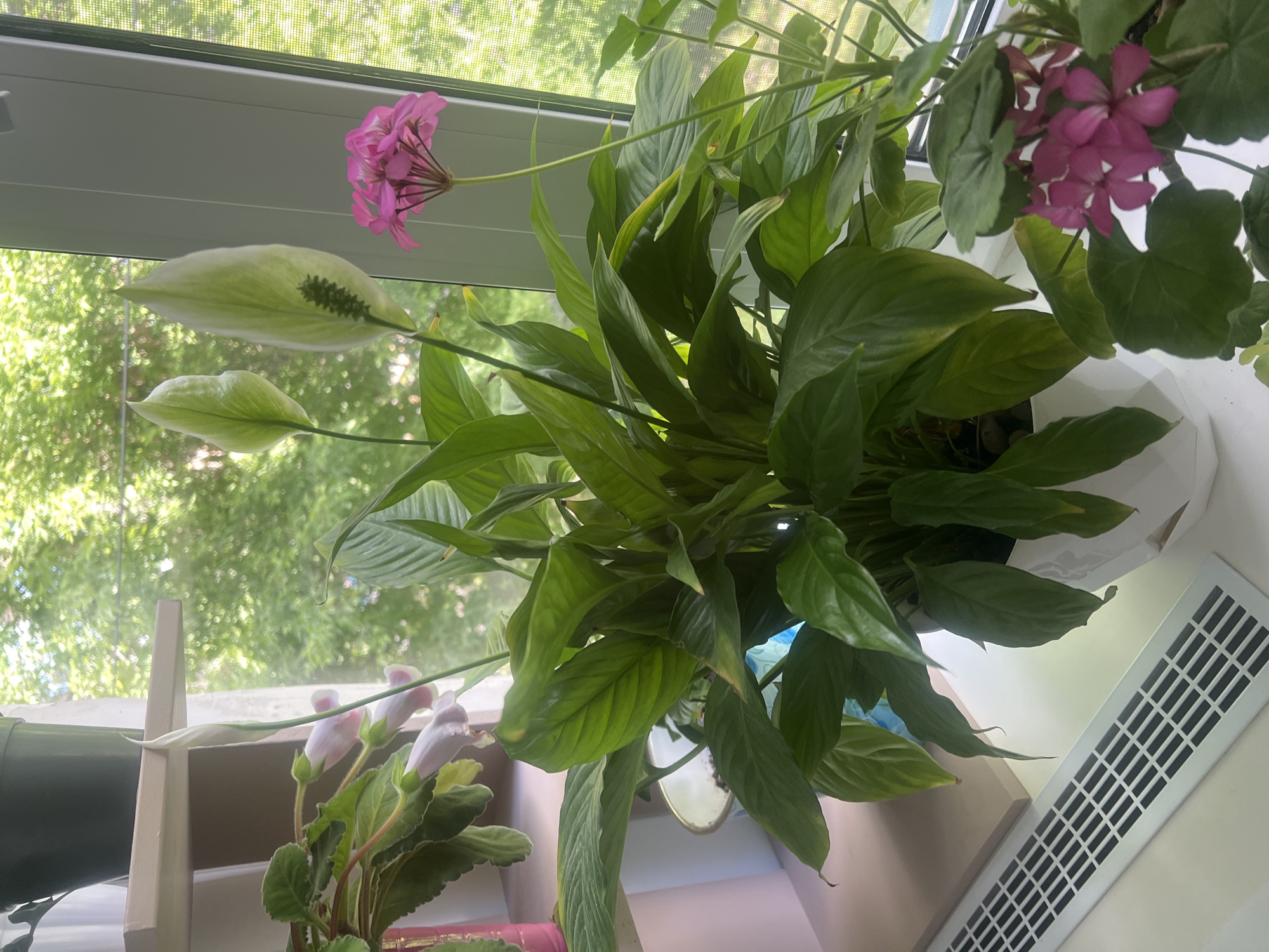 A well-lit indoor scene shows several potted plants on a windowsill, with a blurred background of green trees and foliage outside, suggesting a residential setting. In the foreground, a large Peace Lily, characterized by its glossy, dark green leaves and prominent white spathes, dominates the composition. Two of these spathes are clearly visible, with one showing a spadix covered in small, dark green undeveloped flowers. The Peace Lily is in a white, faceted planter.
To the left of the Peace Lily, a smaller plant with delicate, bell-shaped pink flowers, possibly a gloxinia, is partially visible. To the right of the Peace Lily, a plant with clusters of vibrant pink flowers, likely a geranium, stands out. The windowsill appears to be white, and a white heating vent with a slatted grill is visible in the lower left corner. The lighting suggests it is daytime, possibly late morning or afternoon, given the bright illumination and the dappled sunlight filtering through the leaves outside. There are no people or animals present in the image.