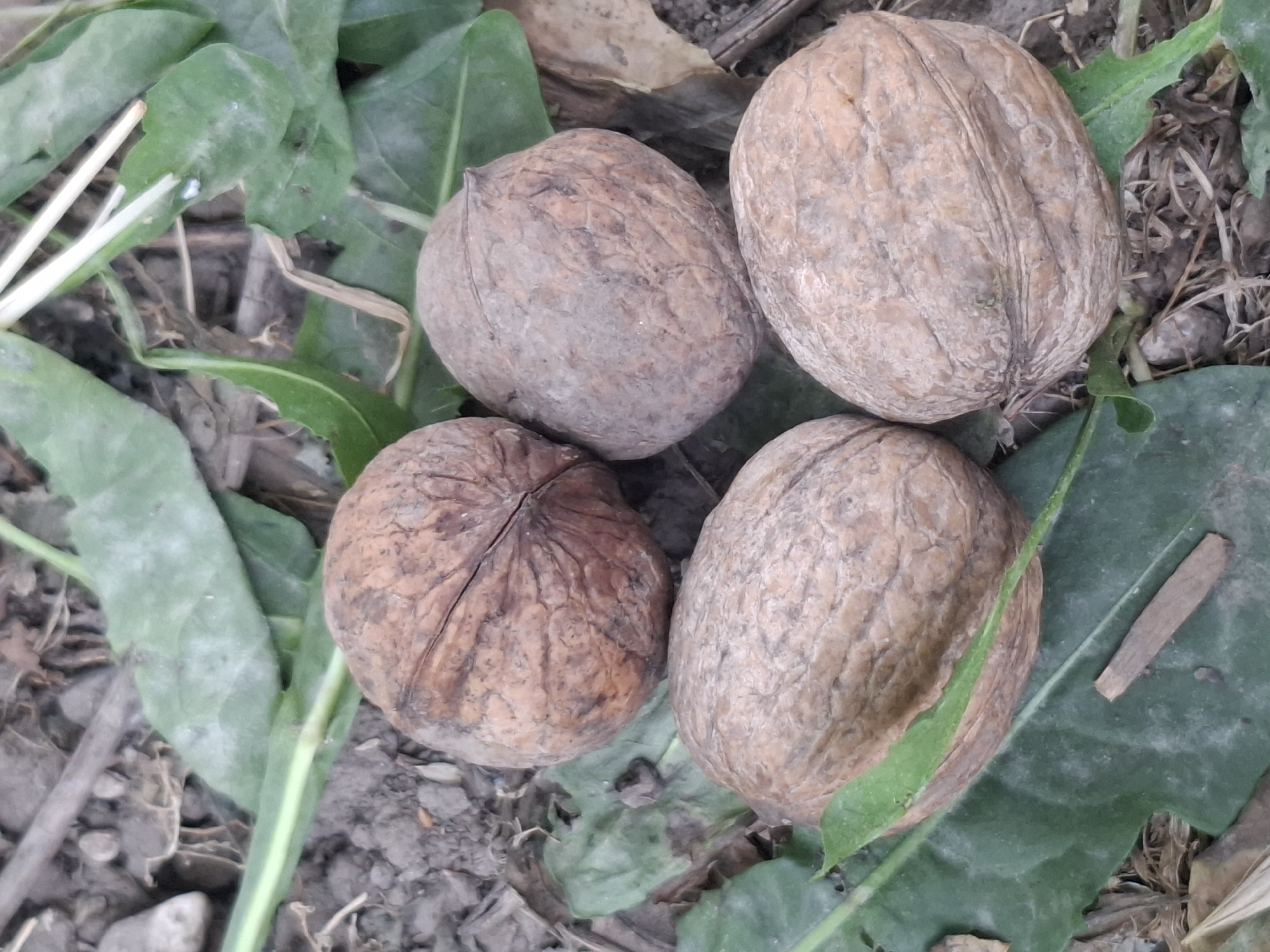 Four walnuts are scattered on the ground, nestled amongst fallen leaves and dirt. The walnuts are a light brown color with textured shells. Green leaves and dry twigs are also visible on the ground, creating a natural, outdoor setting. The image does not provide any information about the city of Almaty, Kazakhstan, nor does it depict any people, actions, or interactions.