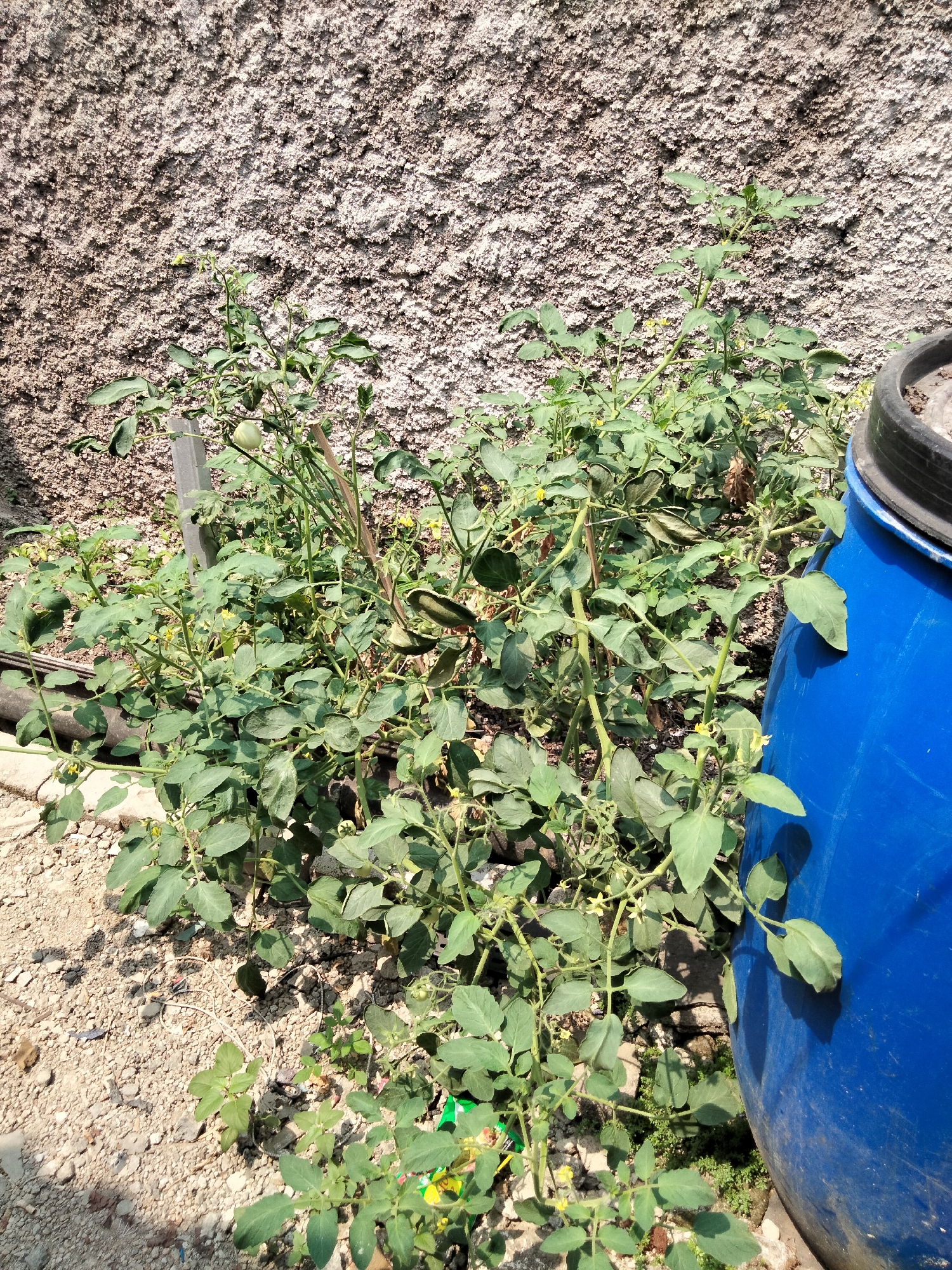 In Cariu, Indonesia, a tomato plant grows near a textured concrete wall, its leaves and yellow flowers visible under the sun. A large blue plastic barrel stands to the right of the plant. The ground is a mix of gravel and soil.