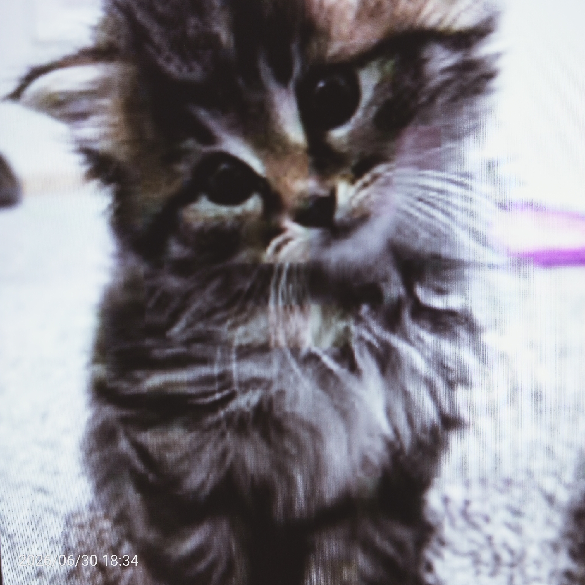 A close-up, blurry, low-resolution photograph shows the face of a young, long-haired kitten. The kitten has large, dark eyes, a small pink nose, and prominent white whiskers. Its fur is a mix of brown, black, and gray tabby patterns. The background is out of focus and appears to be a light-colored, textured surface, possibly carpet. In the bottom left corner, a timestamp "2026/06/30 18:34" is visible in white text.