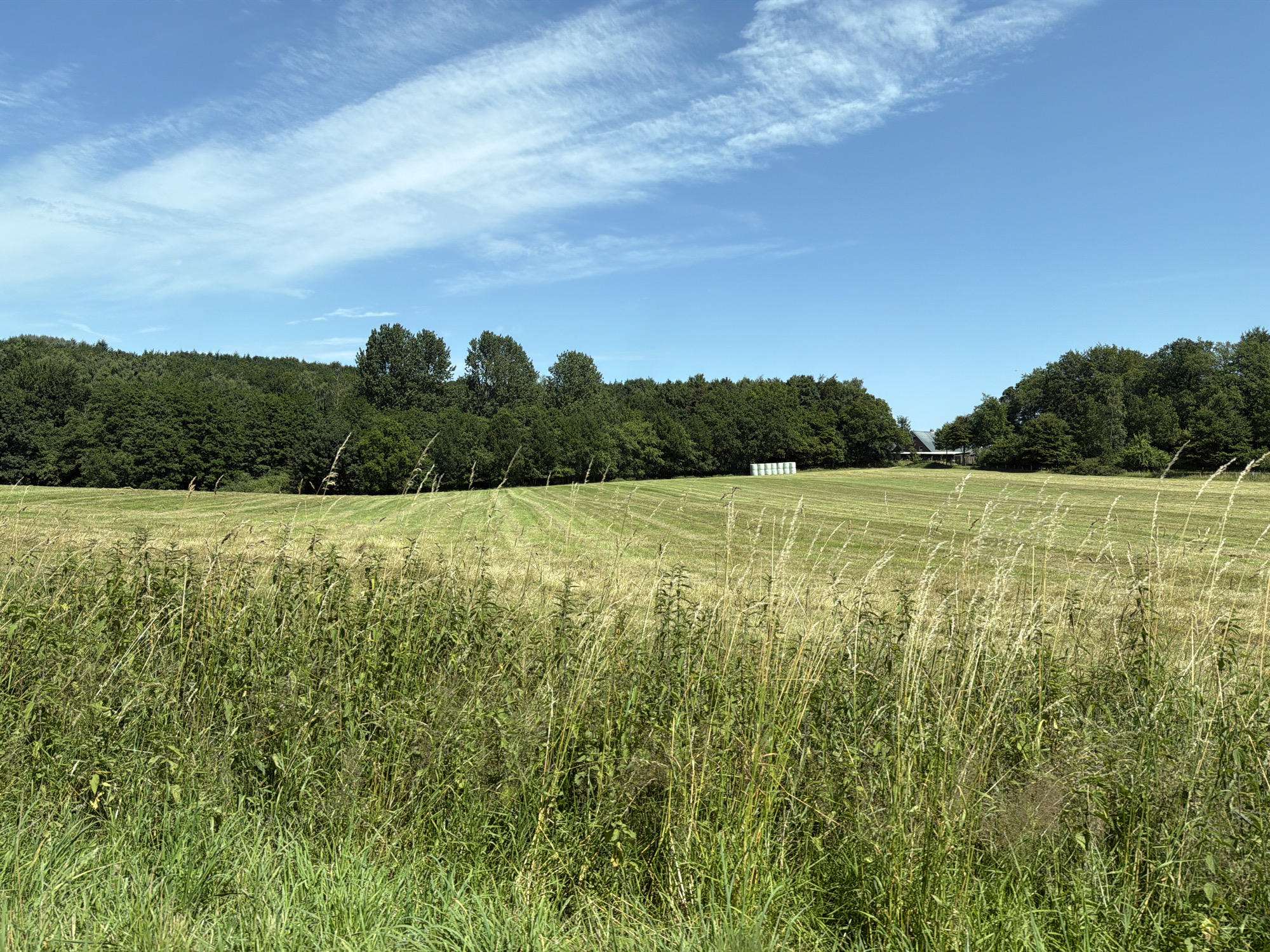 The image shows a rural landscape under a bright blue sky with scattered white clouds. In the foreground, there is a dense patch of tall green grass and wild vegetation. Behind this, a large field is mowed in a pattern of parallel lines, indicating recent agricultural activity. The field is a mix of green and golden straw colors. Further back, a dense line of dark green trees forms a treeline that stretches across the horizon. On the right side of the treeline, a small building with a red roof is visible. In the field, towards the middle ground, there are several white cylindrical bales, possibly hay or straw. The scene suggests a sunny day in a rural area, likely used for agriculture. The location is identified as being in the municipality of Rastorf, Germany.