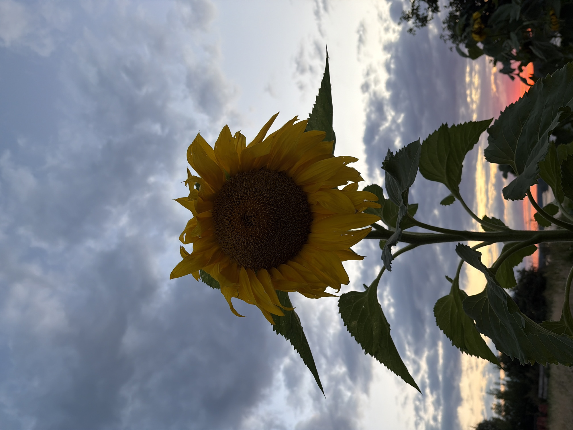 A single, large sunflower stands tall against a twilight sky filled with dramatic, grey clouds. The sunflower's bright yellow petals are illuminated from below, with droplets of water visible on some of them. The dark center of the flower is in sharp focus. Large, serrated green leaves frame the bottom of the flower and extend down the thick stalk. In the distance, a vibrant sunset paints the horizon with hues of orange and red, peeking through the dark clouds and illuminating a distant body of water. The scene is set in the village of Olkhovka, Russia, where fields and trees can be seen silhouetted against the colorful sky.