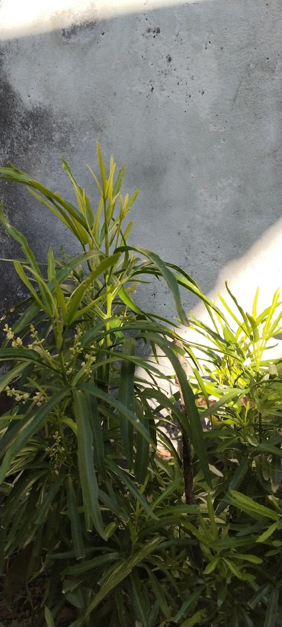 The image depicts a close-up view of green foliage in front of a textured, light-colored concrete wall. The wall exhibits variations in tone, with a darker, rougher area on the left and a brighter, smoother area on the right, possibly due to lighting. Sunlight casts a diagonal shadow across the upper right portion of the wall. The plants are dense and appear healthy, with long, slender leaves and small, clustered flowers. The overall impression is of an outdoor setting, possibly a garden or a courtyard. There is no indication of any specific location within Duman, Indonesia, or any people or actions.