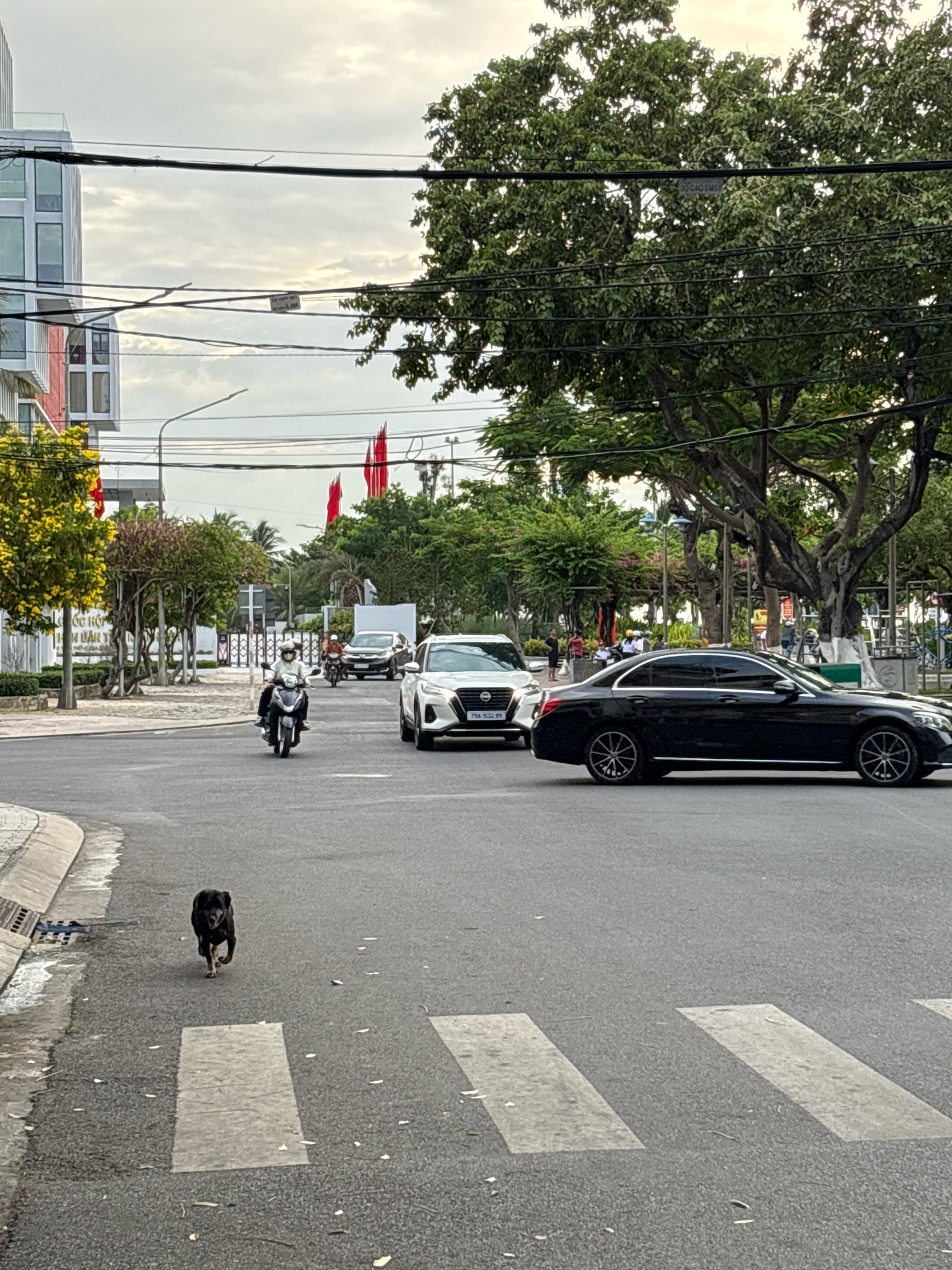 The image depicts a street scene in Nha Trang, Vietnam, likely during the day with overcast skies. In the foreground, a dark-colored dog is running across a crosswalk on an asphalt road. To the right, a black Mercedes-Benz sedan is driving away from the viewer. Further back and to the left, a white SUV is stopped, and behind it, a person on a scooter is moving forward. Several other vehicles, including motorcycles and cars, are visible in the midground.
The environment includes a city street with various trees lining the sides, some with yellow flowers. Buildings are present on the left side of the frame, one of which is modern with a white facade and large windows. Overhead, numerous electrical wires are strung across poles. Red flags are visible on poles in the distance, suggesting a public area or government building. The road has painted white stripes for a crosswalk. The overall atmosphere is one of urban traffic and daily life.