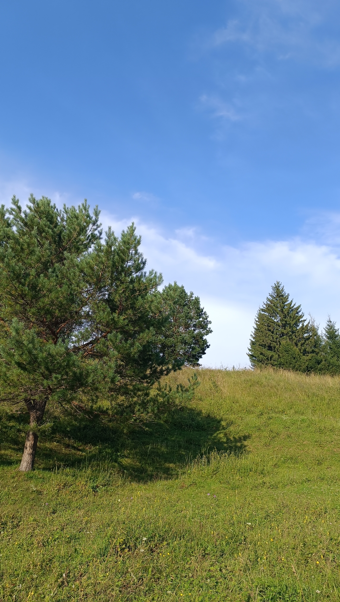 This is a vertical, outdoor, eye-level shot of a grassy hill under a bright blue sky with scattered white clouds. In the foreground on the left, a large pine tree stands with its shadow cast across the green grass. Further back, the hill slopes upwards, populated by more evergreen trees. The grass is a mix of green with some yellow and purple wildflowers. There are no people or man-made objects visible in the image.