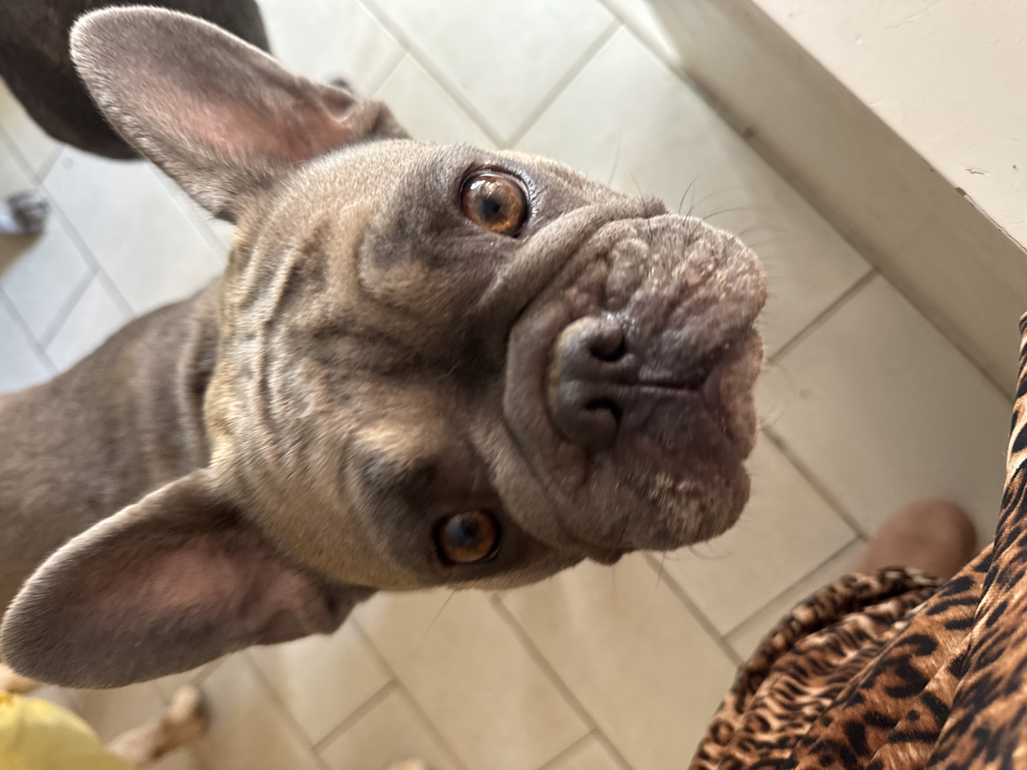 A close-up, high-angle shot shows the face of a fawn-colored French Bulldog. The dog is looking directly at the camera with large, expressive amber eyes and a wrinkled snout. Its ears are alert and upright. In the lower left portion of the frame, a person's leg is visible, wearing leopard-print fabric. The background consists of a tiled floor and a white wall. The scene appears to be indoors, in a residential setting, possibly in San Benedetto del Tronto, Italy.