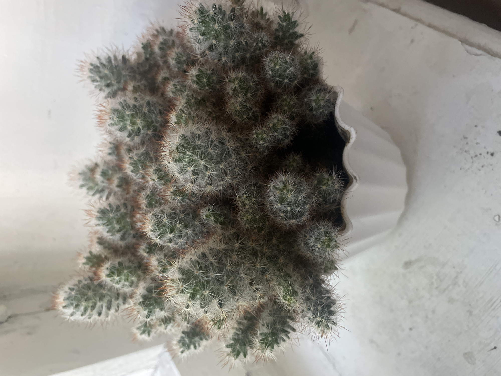 The image shows a close-up of a potted cactus with numerous green stems covered in white fuzz and sharp spines. The cactus is in a white, fluted pot, which sits on a white surface that appears to be a windowsill. The background is out of focus and appears to be a light-colored wall or window. There are no people or animals visible in the image. The image does not provide any information about the location in the city of Dnipro, Ukraine.