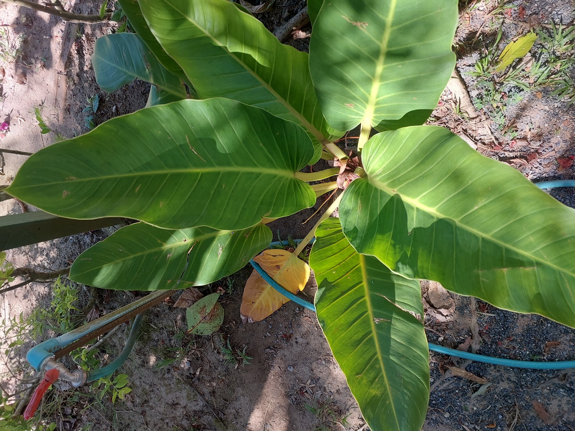 An overhead shot shows a bright green plant with large, glossy leaves in Baan Mae Nam, Thailand. The plant is situated on the ground, which is covered with dark soil and small gravel. To the left of the plant, a blue water hose is visible, leading to a faucet with a red handle. The scene is illuminated by natural light, casting shadows across the leaves and ground.