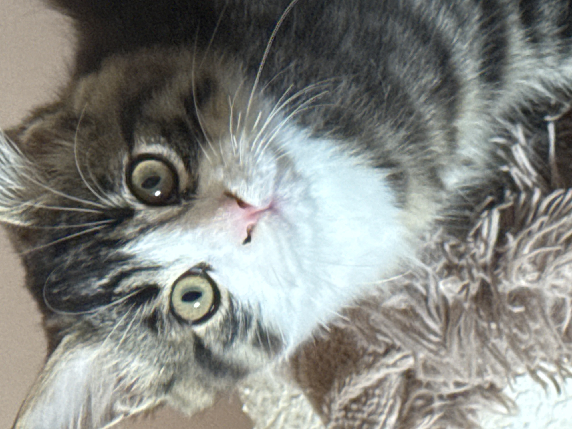 The image is a close-up of a young cat's face. The cat has grey and brown tabby markings, with a white chest and muzzle. Its eyes are green with dark pupils. The cat's nose is pink, and it has long white whiskers. It appears to be resting on a textured surface, possibly a blanket or rug. There is no indication of the location being Kholmsk, Russia, or any other specific geographical location. The image does not contain any people, actions, or interactions.