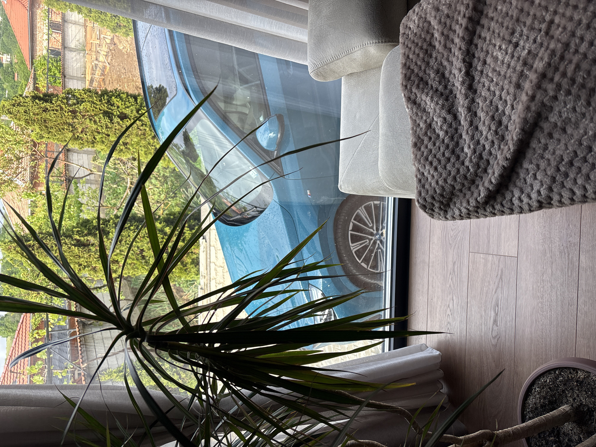 Indoor scene featuring a potted Dracaena plant in the foreground, partially obscuring a view through a window. The window shows a blue car parked outside, with glimpses of a residential area, possibly in Dolno Drianovo, Bulgaria, suggested by the architecture and foliage visible. To the right of the window, a light gray upholstered sofa is partially visible, with a textured gray blanket or throw draped over it. The floor is light brown wood laminate. The lighting suggests daylight. No people are visible.