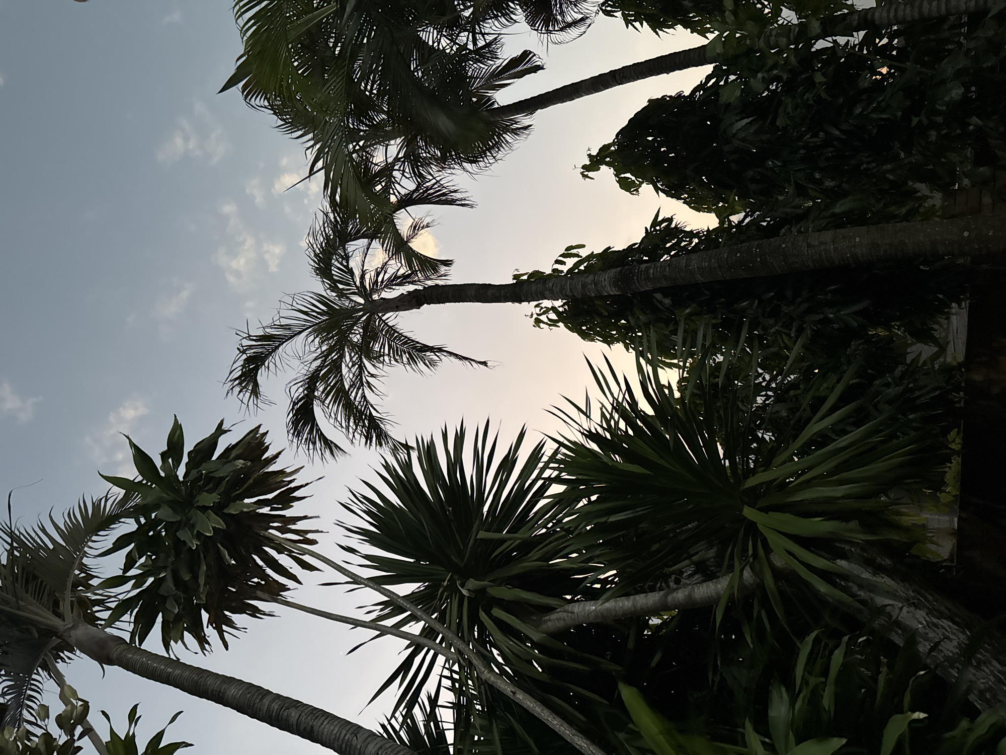 The image shows a low-angle view of several palm trees and other lush greenery against a pale sky with scattered clouds, suggesting either dawn or dusk. The scene appears to be outdoors, possibly in a tropical or subtropical climate. The dense foliage is silhouetted against the lighter sky, creating a somewhat dramatic effect. The trunks of the palm trees are visible, with textured bark. The overall impression is one of a natural setting within a built environment, as indicated by the hints of structures or walls at the bottom edges of some crops. The location is identified as Denpasar, Indonesia.
