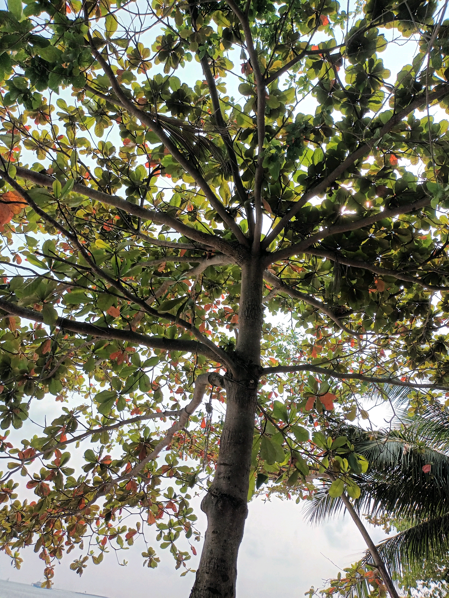 An upward shot of a tree with green and reddish-brown leaves against a bright sky. The tree has a thick, textured trunk and numerous branches spreading outwards. Sunlight filters through the leaves, creating highlights. To the right, the fronds of a palm tree are visible. In the background, a body of water with a distant ship can be seen. The scene appears to be in a coastal area of Batam, Indonesia.