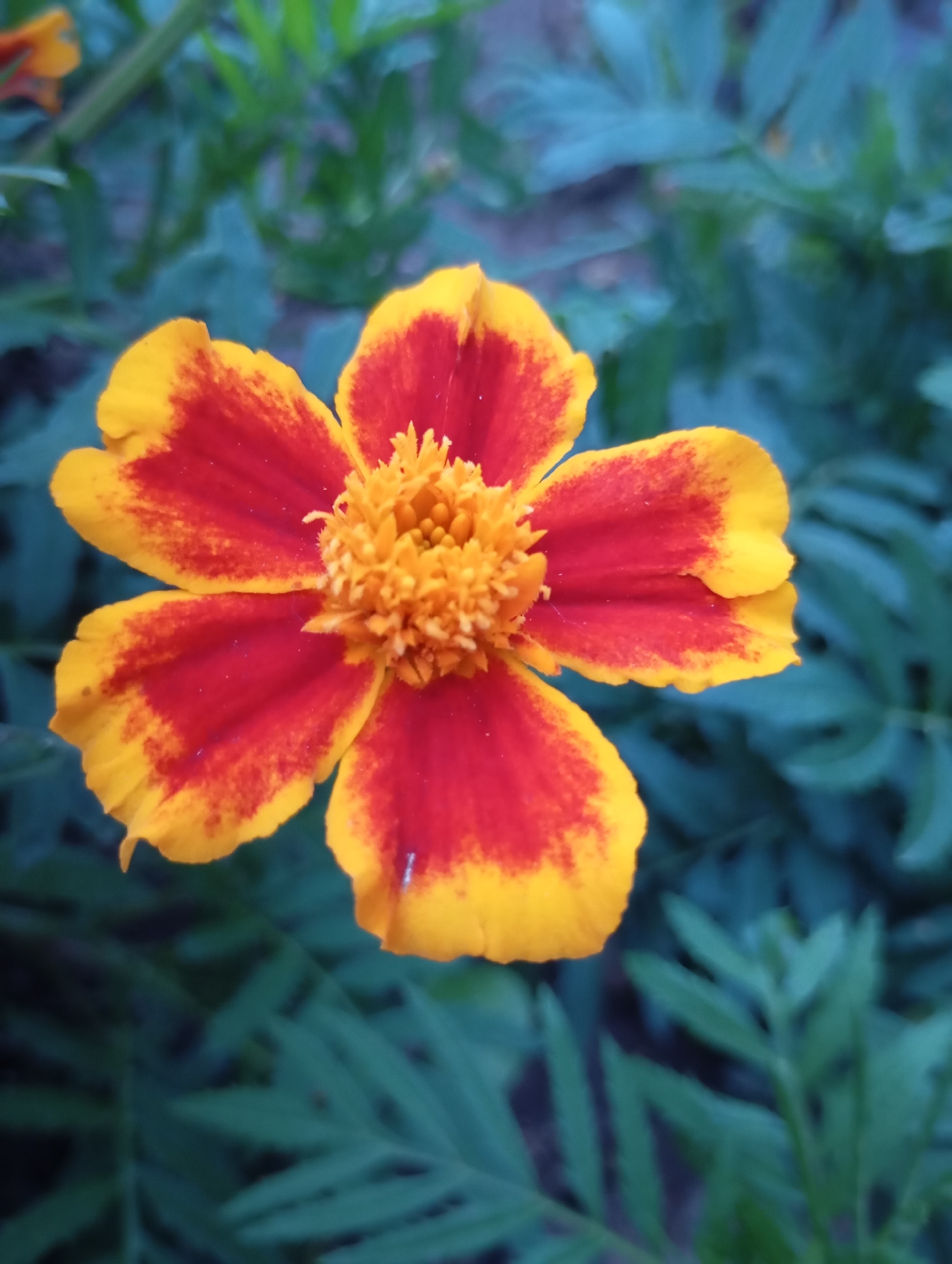 A close-up, overhead shot focuses on a single marigold flower with vibrant red and yellow petals. The flower's center is a cluster of fuzzy orange stamens. The background consists of out-of-focus, dark green foliage. The image does not provide any information about the location in the city of Фоки, Russia.