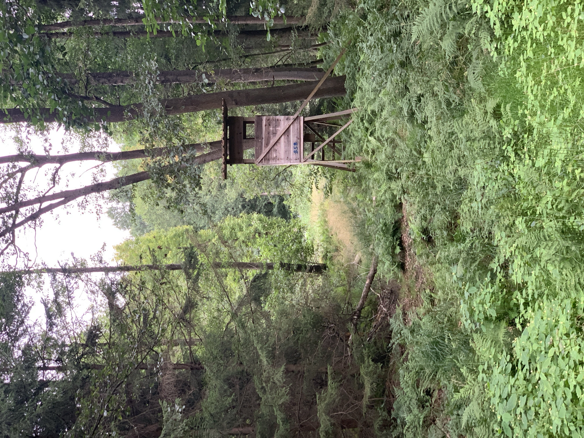 The image shows a wooden hunting blind in a forest with dense foliage. The blind is elevated on stilts and has a small platform with a roof. There is a number "258" painted on the side of the blind. The surrounding environment is filled with various types of greenery, including ferns and trees. The lighting suggests it is daytime, possibly overcast. The image appears to be taken in a natural outdoor setting, likely in the area of Rotenburg, Germany, given the context. There are no people or animals visible in the image.