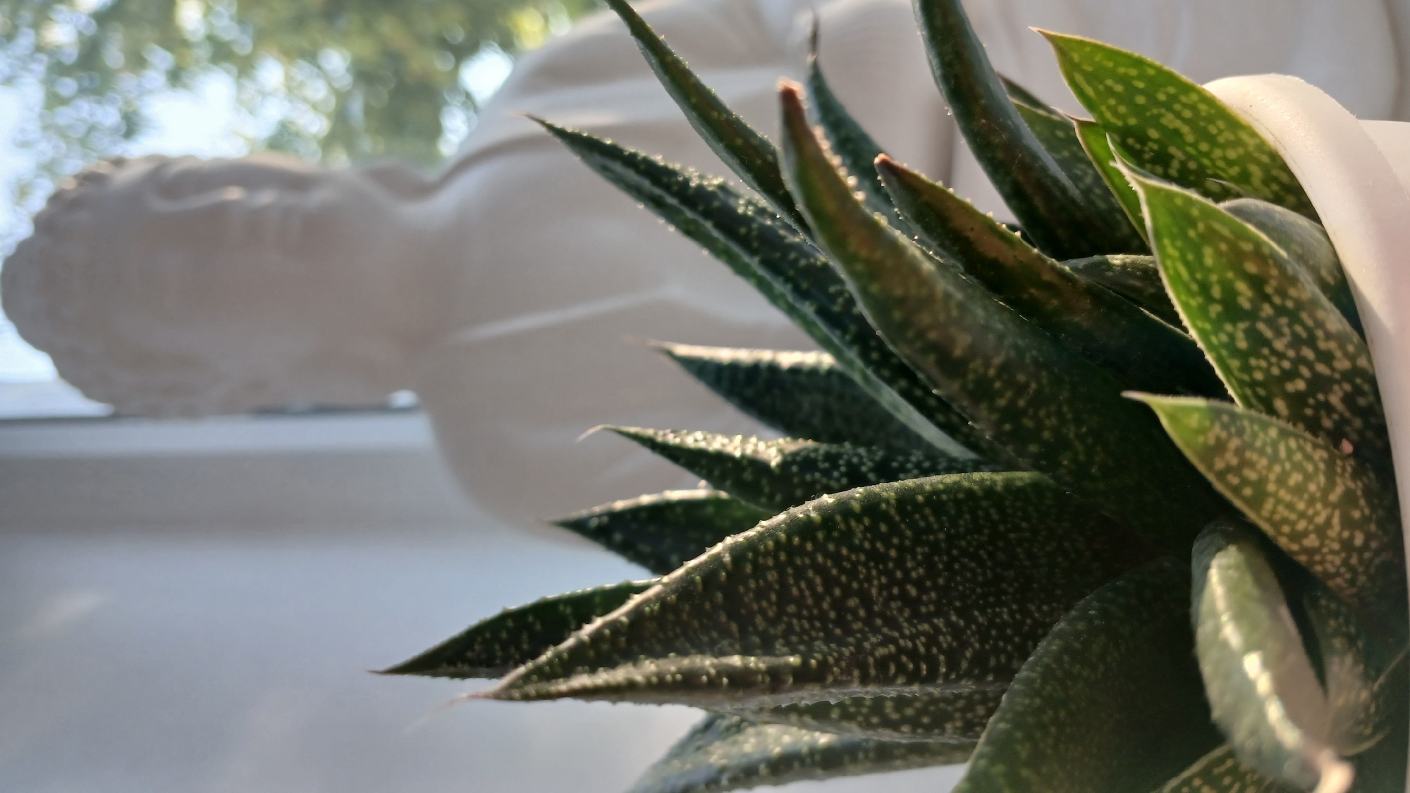 In the foreground, a potted succulent plant with spiky, dark green leaves dotted with white is sharply in focus. Behind the plant, a pale, out-of-focus statue of Buddha is visible. The background is further blurred, showing a window with sunlight and trees with bokeh effects. The image does not contain any recognizable landmarks or elements that would indicate a specific location in Oral, Kazakhstan.