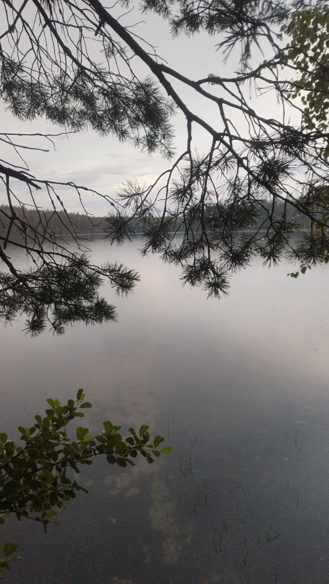 The image depicts a serene lake scene in Tarasovskoe, Russia, under an overcast sky. The foreground is dominated by the dark silhouettes of pine branches, some with visible water droplets on their needles, suggesting recent rain. A small cluster of green leaves from another plant is visible in the lower left corner. The lake's surface is calm and reflects the muted light of the sky, with faint ripples indicating a gentle disturbance. In the background, a dense forest lines the opposite shore. The overall atmosphere is quiet and tranquil, evoking a sense of natural beauty and solitude.