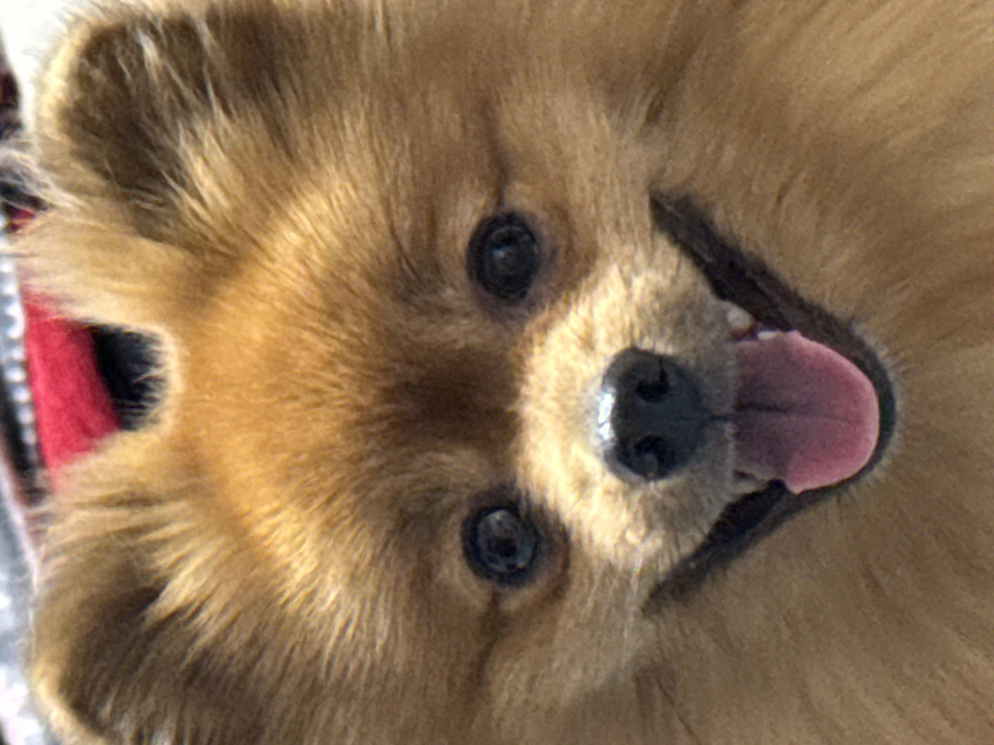 This is a close-up, head-on portrait of a small, fluffy, tan Pomeranian dog. The dog's eyes are dark and round, and its tongue is hanging out of its mouth, appearing pink and moist. The dog's fur is thick and appears to be well-groomed. The background is out of focus and shows a blurred pattern of red and white. There is no discernible location in the city of Khimki, Russia, or any other specific environmental context. The image is a simple, close-up photograph of the dog's face.