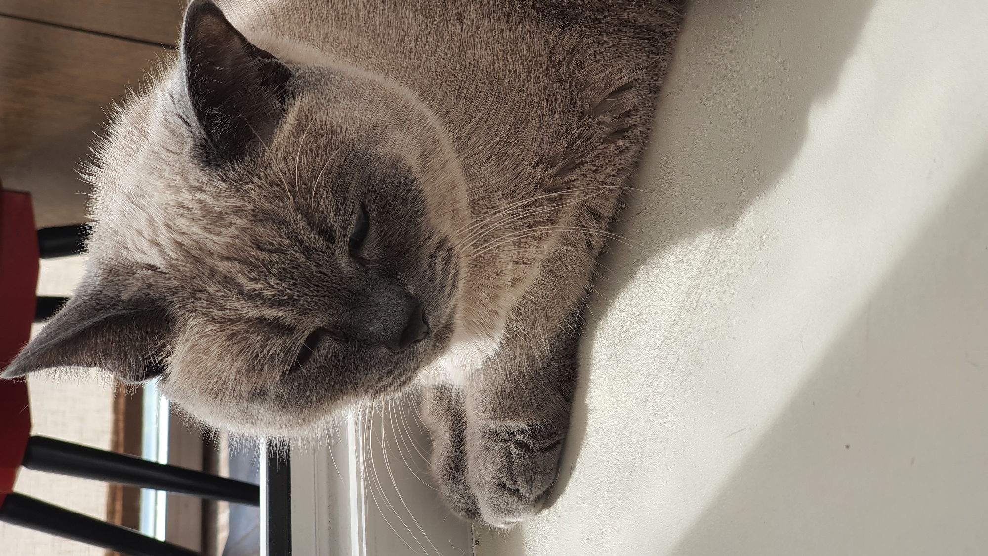 A close-up, eye-level shot captures a Siamese cat resting on a white surface, possibly a windowsill, bathed in natural light that casts a shadow across the foreground. The cat, predominantly grey with darker facial markings and ears, is curled up with its front paws tucked beneath its chest, its eyes closed as if in repose. The background is blurred, hinting at a domestic setting with the legs of a red chair and a wooden surface visible. The image was taken in Krasnoyarsk, Russia.