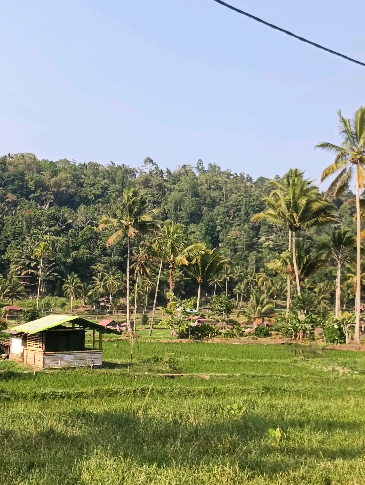 The image depicts a rural landscape in Tomohon, Indonesia, characterized by lush greenery and a clear blue sky. In the foreground, a vibrant green rice paddy stretches across the frame, with tall grasses swaying gently. To the left, a small, open-sided hut with a green roof is visible, constructed from bamboo and wood. Beyond the rice paddy, a dense forest covers a sloping hillside, dotted with numerous palm trees. Several smaller buildings and structures are scattered amongst the trees, suggesting a small village or settlement. The overall scene conveys a sense of tranquility and natural beauty.