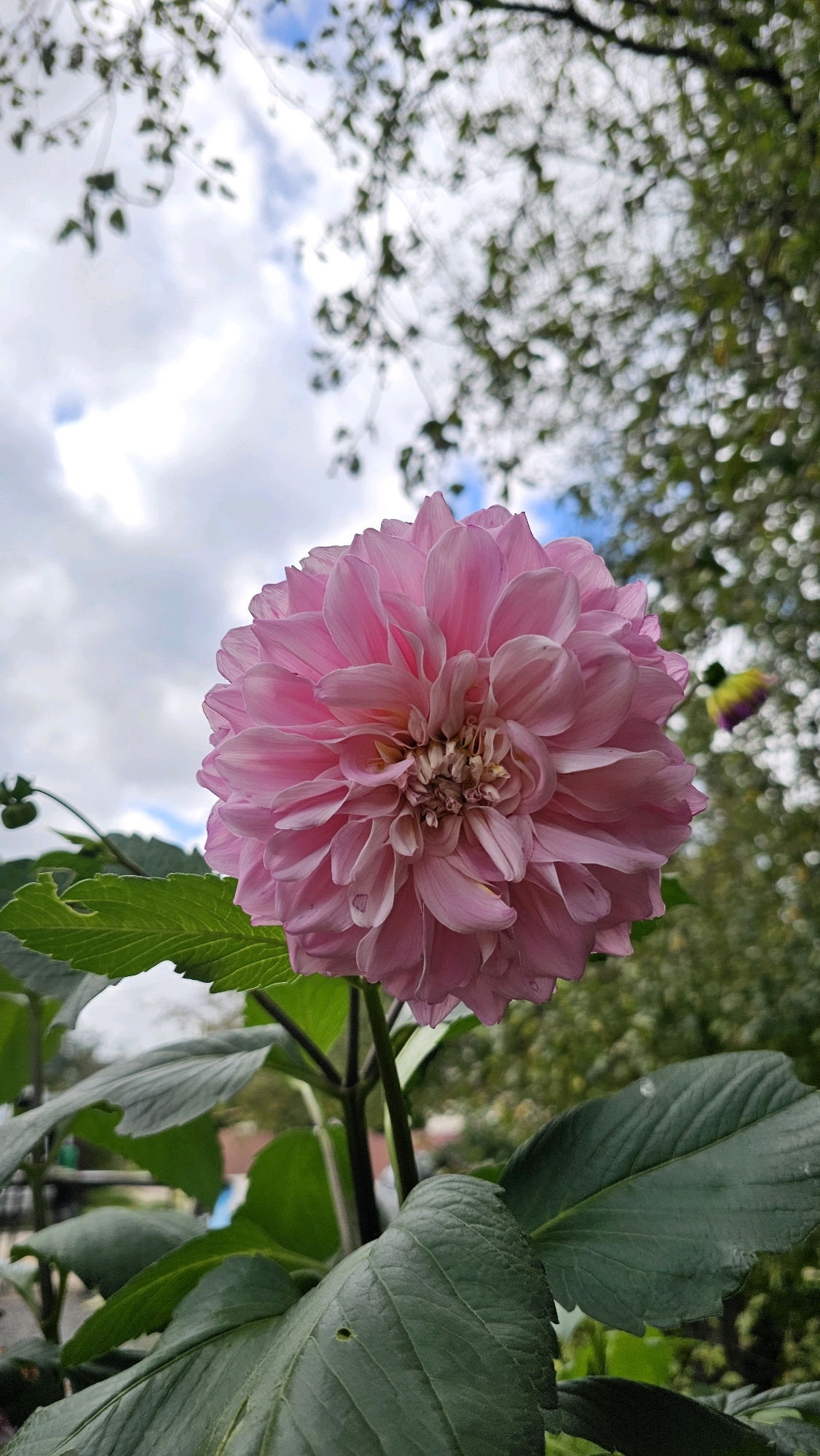 A low-angle, close-up shot features a large, pink dahlia flower in full bloom, dominating the foreground. Its numerous petals are tightly packed and layered, with a slightly lighter shade towards the center where the reproductive parts are visible. The flower is supported by a dark green stem, with large, serrated green leaves also in the foreground.
In the background, a blurred canopy of trees with green foliage is visible against a cloudy sky. The clouds are white and grey, suggesting an overcast or partly cloudy day. To the right of the dahlia, a smaller, out-of-focus flower bud with purple and yellow coloring can be seen.
The scene appears to be in an outdoor garden setting. Based on the information provided, this image could have been taken in the city of Шишкино (домодедово), Russia, where such flora might be cultivated in private gardens or public green spaces. There are no people or animals present in the image. The overall lighting is diffused, consistent with a cloudy sky.