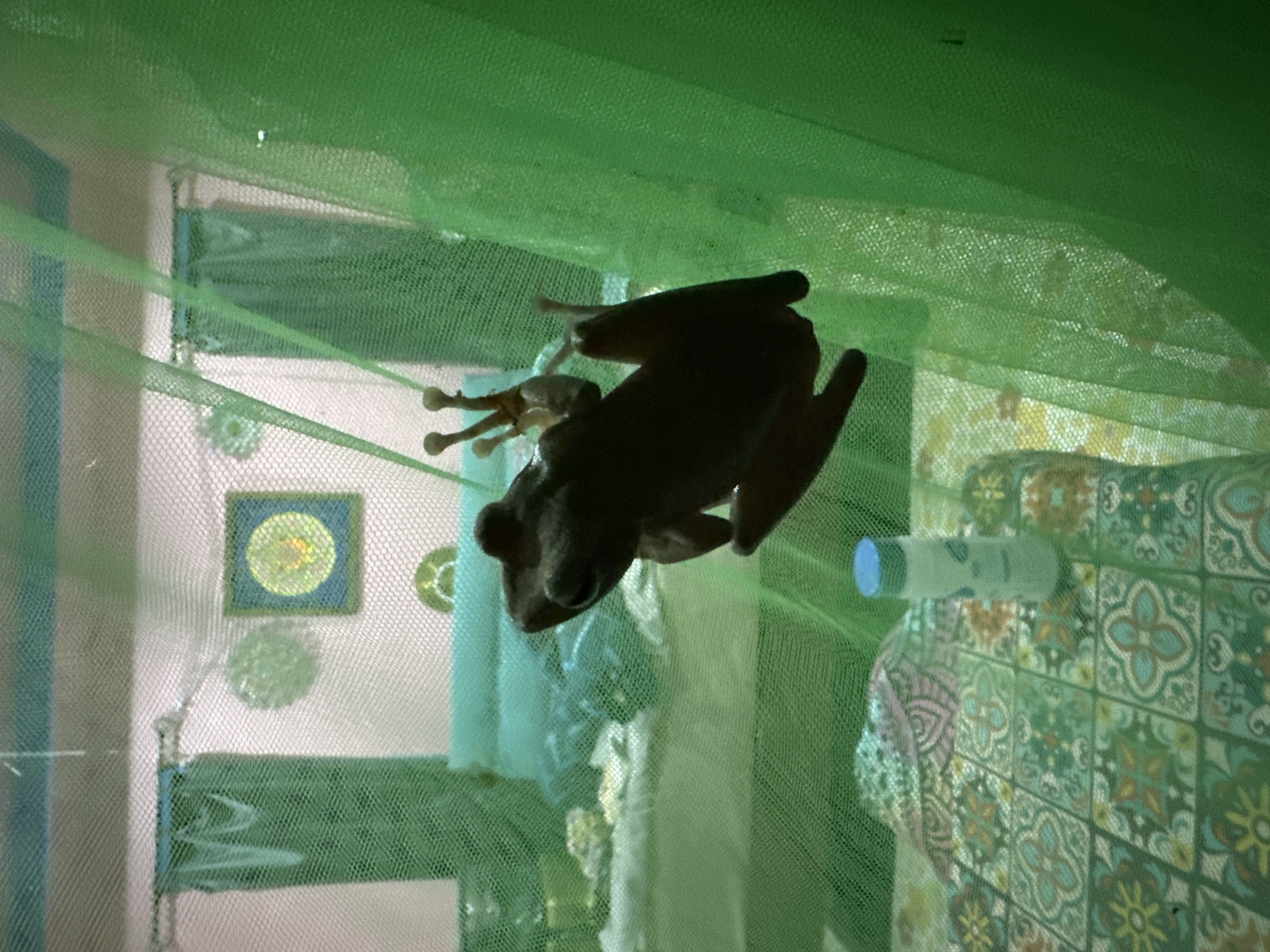 A frog is clinging to a green mosquito net in a bedroom. The frog, silhouetted against the net, is positioned in the center of the frame, its legs splayed out. Behind the net, a bed with turquoise bedding is visible, along with a framed picture on the wall depicting a circular, yellow and blue design. A small, white bottle with a blue cap rests on a patterned blanket in the foreground. The overall impression is of a domestic indoor scene in ตำบลเกาะพะงัน, Thailand.
