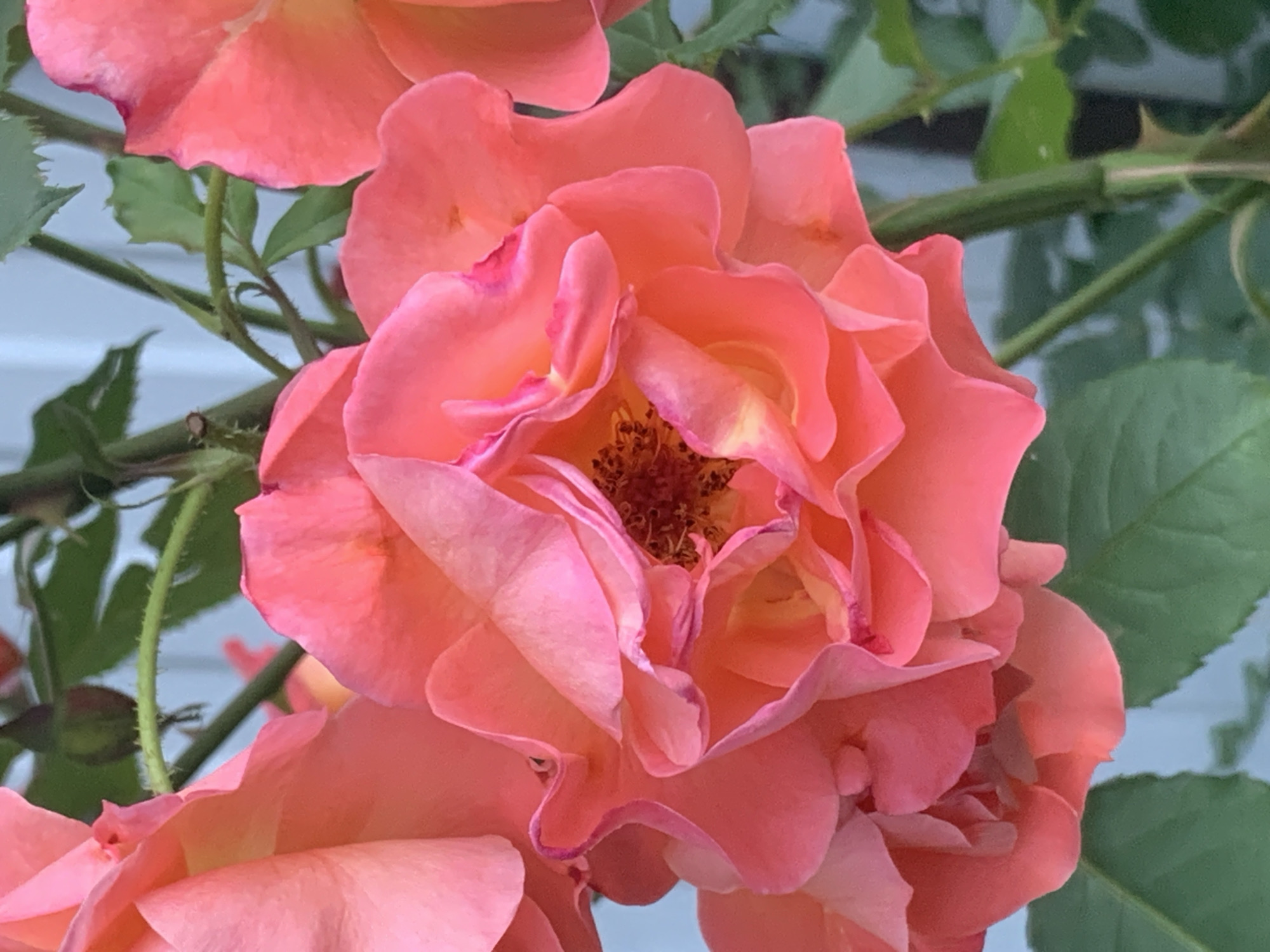A close-up, eye-level, outdoor shot features a cluster of peach-colored roses. The roses are vibrant and richly hued, with delicate petals unfurling to reveal a deeper orange center. The petals are layered and ruffled, with some showing hints of pink and darker coral at their edges. The stems and leaves of the rose bush are visible, appearing a healthy green, and they add a natural backdrop to the floral subject. In the background, a light blue-grey, slightly out-of-focus structure can be observed, likely a wall or fence. The lighting suggests it is daytime, with soft light illuminating the flowers without harsh shadows. The overall scene is one of natural beauty and floral abundance.