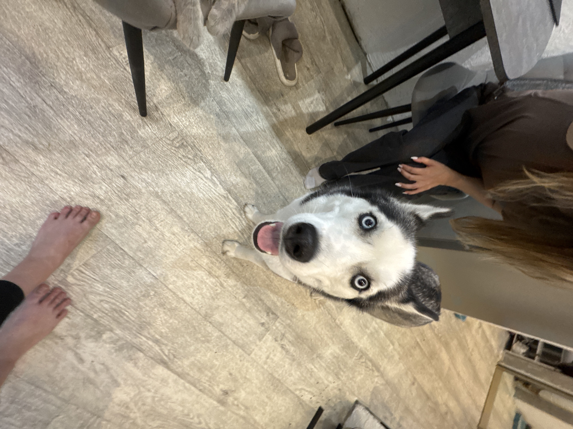 An overhead photograph captures a husky dog and parts of at least two people in an indoor setting with light-colored wooden or laminate flooring. The main subject, a husky with white and grey fur and striking bright blue eyes, looks directly up at the camera with its mouth slightly open and tongue visible, giving an impression of curiosity or playfulness.
On the left side of the frame, a pair of bare human feet are visible. Towards the right and upper right, a person is seated, wearing dark pants and a dark short-sleeved top. Their hands, with painted fingernails, rest on their lap, and their light-brown or blonde hair is visible. Black chair legs and a table edge are also in this area. Further back in the background, another person's legs and feet are visible, wearing grey pants and light-colored slippers or shoes. The lighting suggests a daytime setting. There is no visible text. The overall scene appears to be a casual, domestic environment, possibly a dining area or living room.