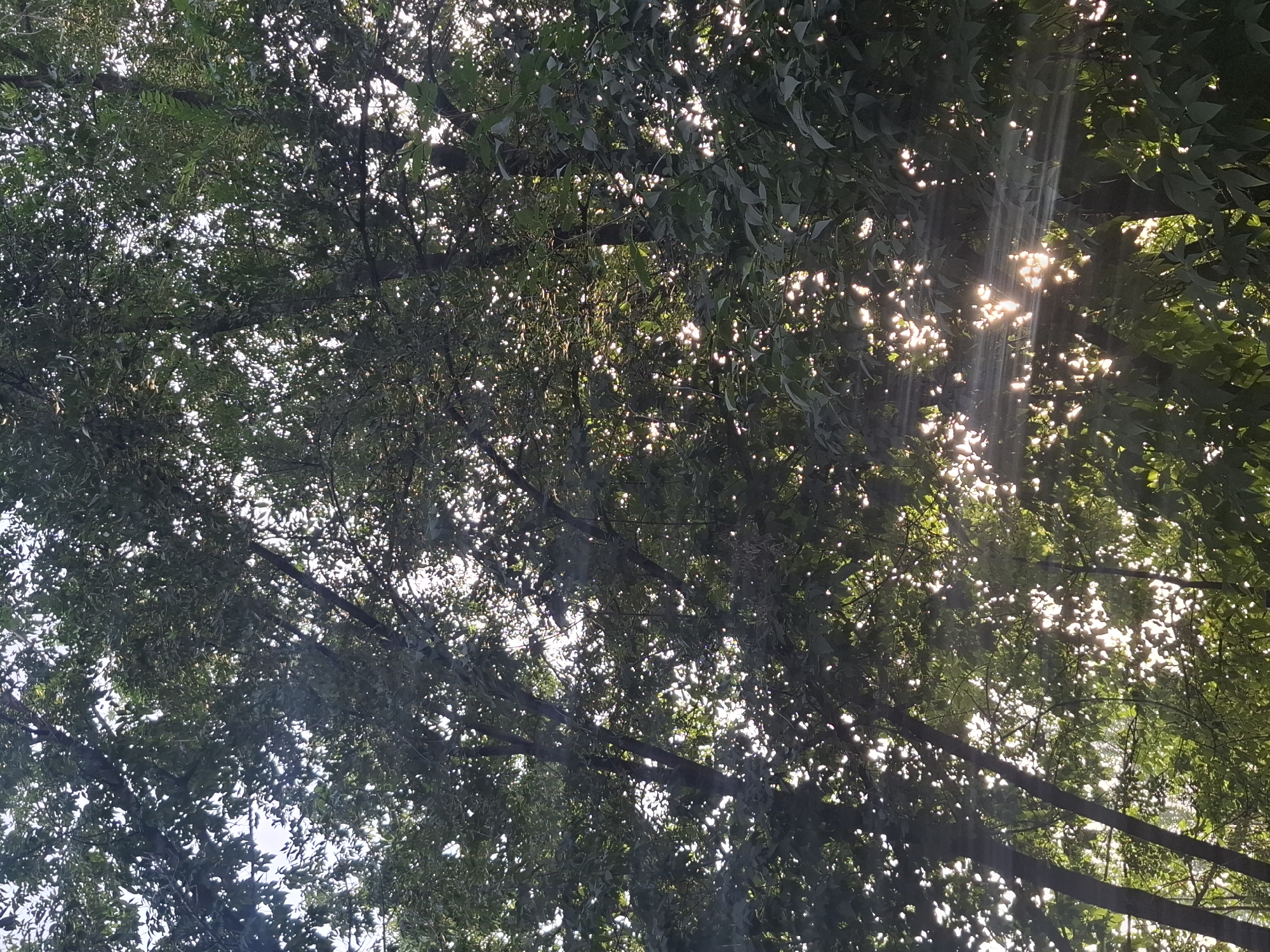 The image shows a dense canopy of green leaves of trees, through which sunlight is filtering. The sunlight creates bright spots and rays of light that pierce through the foliage, suggesting a dappled light effect. The perspective is from below, looking upwards towards the sky. There are tree trunks visible, partially obscured by leaves and branches. The scene appears to be outdoors, likely in a park or a forested area within the city of Almaty, Kazakhstan, given the context. No people or specific urban structures are clearly identifiable, but the environment suggests a natural setting within an urban landscape.