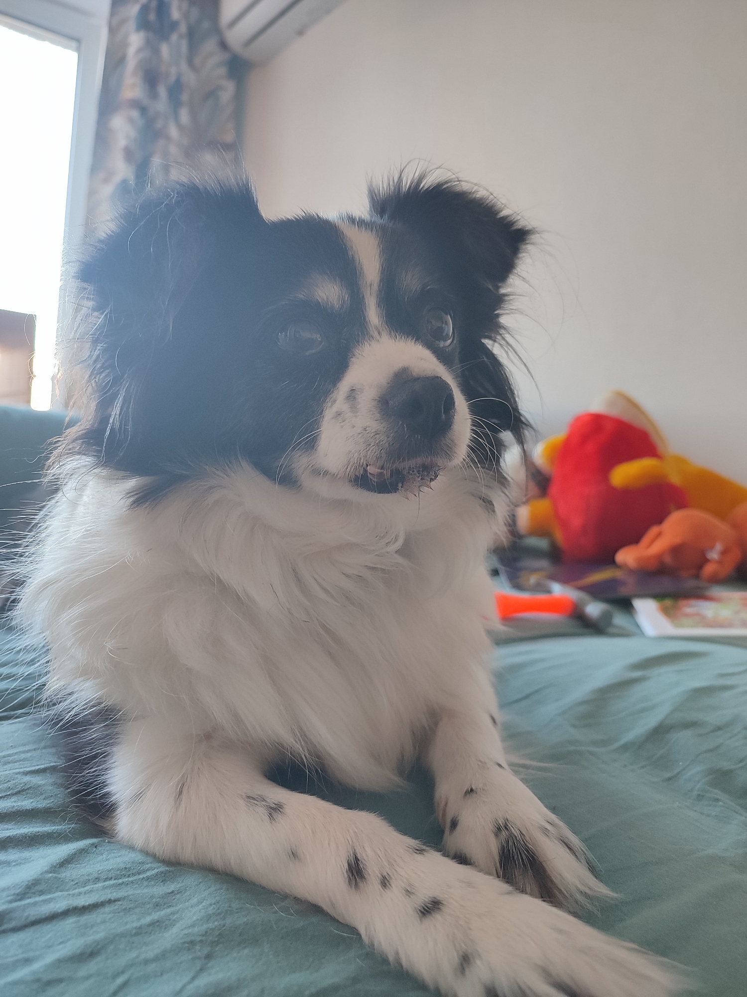A medium-sized, black and white dog with long fur is lying on a teal-colored bed. The dog is facing slightly to the right, with its head turned towards the viewer. Its fur is predominantly white on its chest and legs, with black markings on its back and head. The dog's ears are perked up, and its tongue is slightly visible. In the background, several stuffed toys, including a red heart-shaped one and yellow and orange ones, are scattered on the bed. A window with curtains is visible to the left, and a white air conditioning unit is mounted on the wall above. The scene appears to be indoors, likely in a residential setting. There is no information available to determine the location within the city of Saratov, Russia.